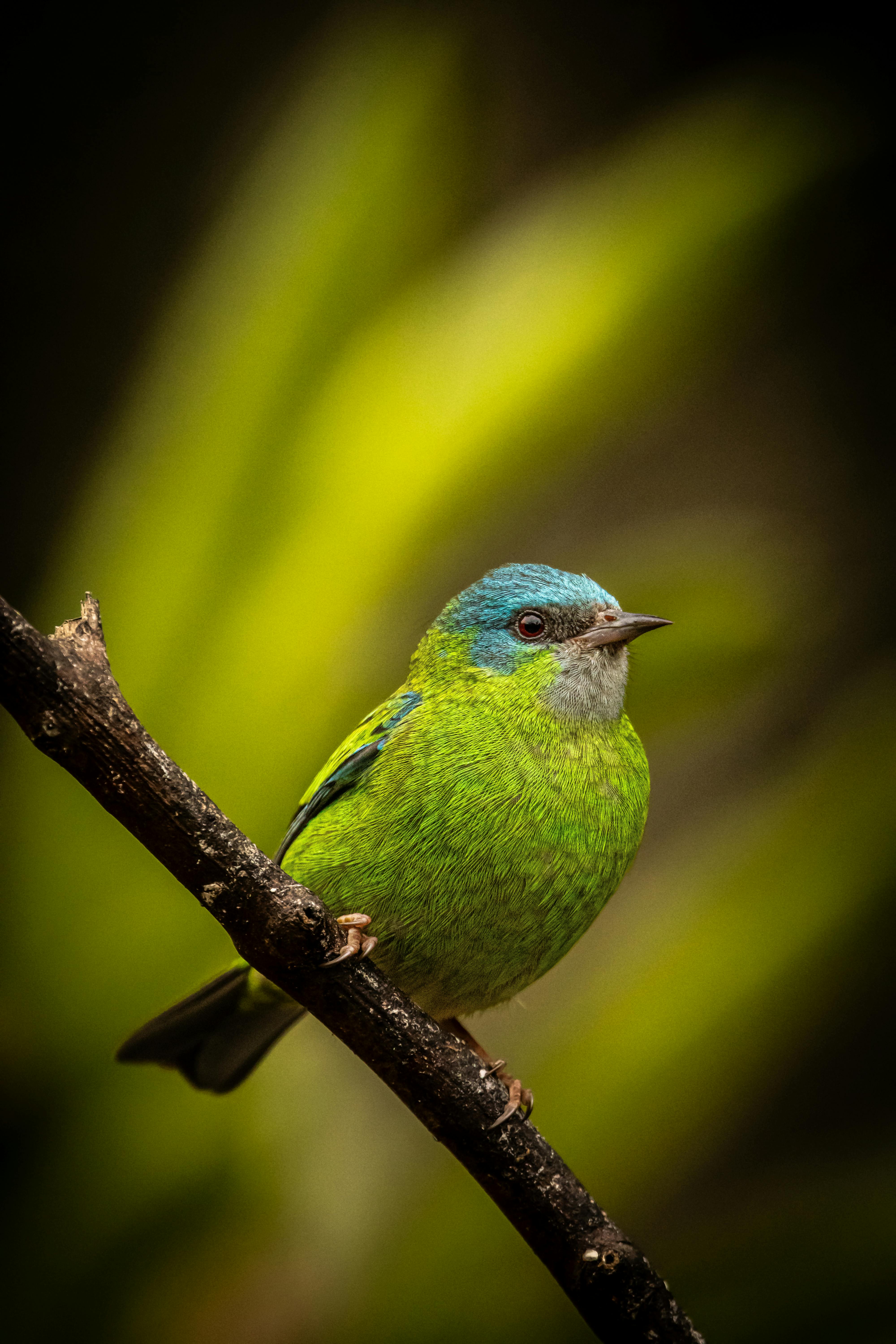 Close-up of a colorful tropical bird with vivid plumage on a branch.