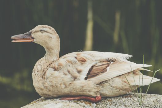 A serene duck resting on a rock by the lake, captured outdoors in Vienna.