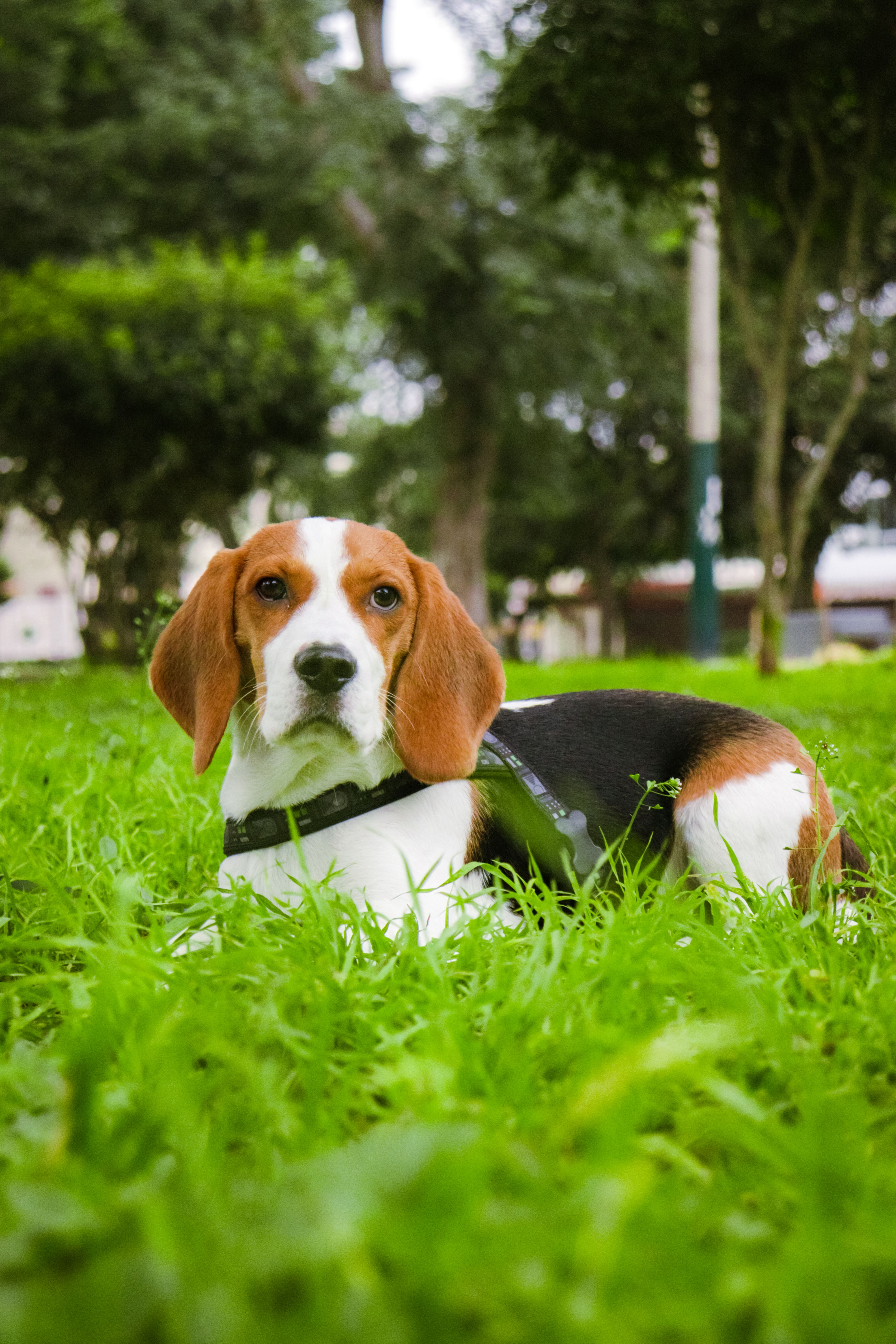 Záchrana bezmála 1500 psov z laboratória: Beagle, ktorí už vedia, že sú v bezpečí