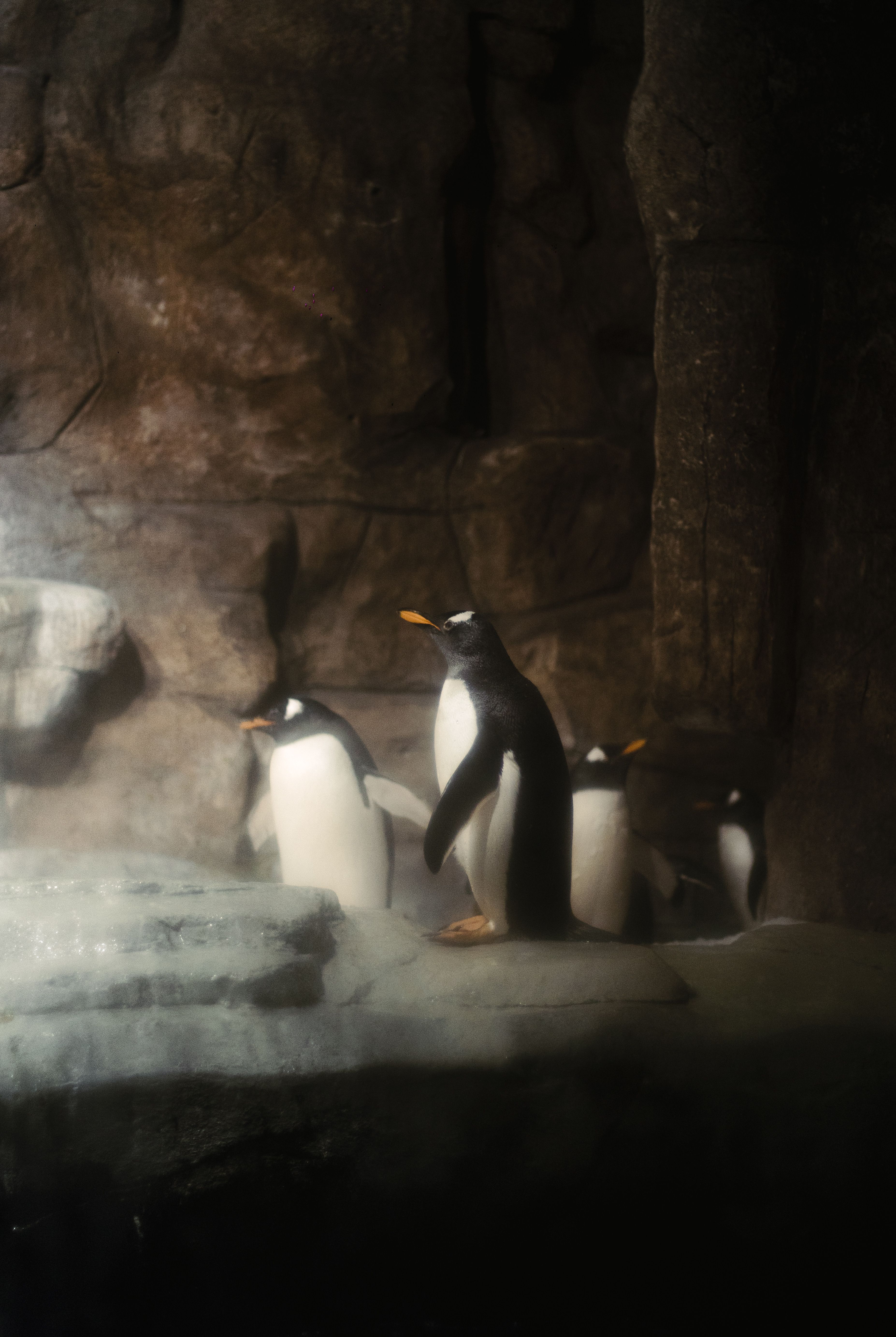 Gentoo penguins standing on rocks in a dimly lit aquarium exhibit.
