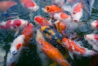 在印度尼西亚巴厘岛乌布的池塘里，色彩缤纷的锦葵鱼正在游泳