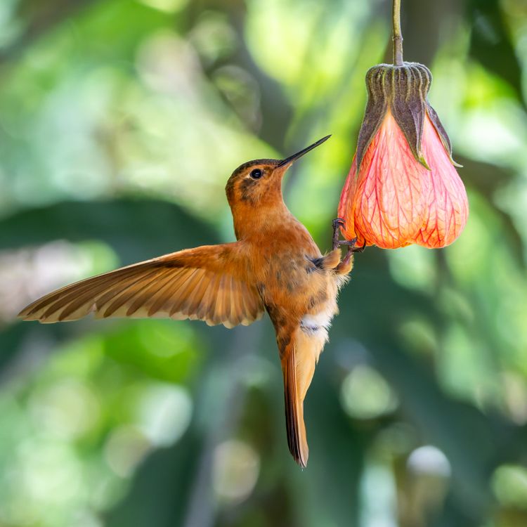 Paramuno Colibrí Paramuno · Free Stock Photo