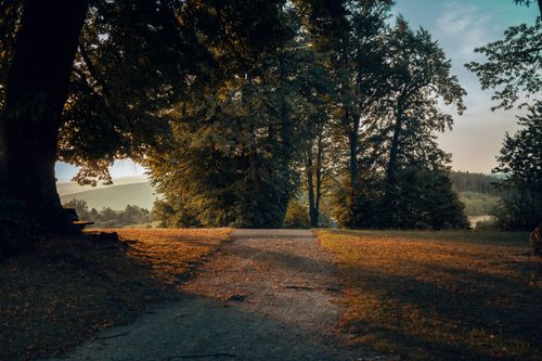 Free Serene autumn morning in a forest park in Steiermark, Austria, with pathways and soft sunlight. Stock Photo