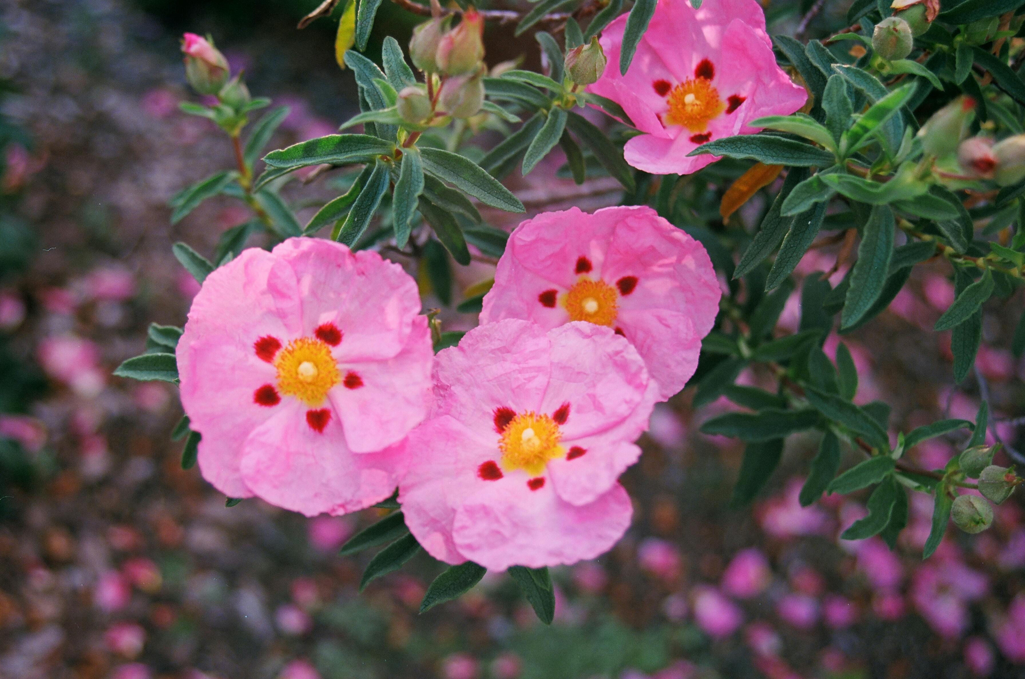 Cistus x purpureus