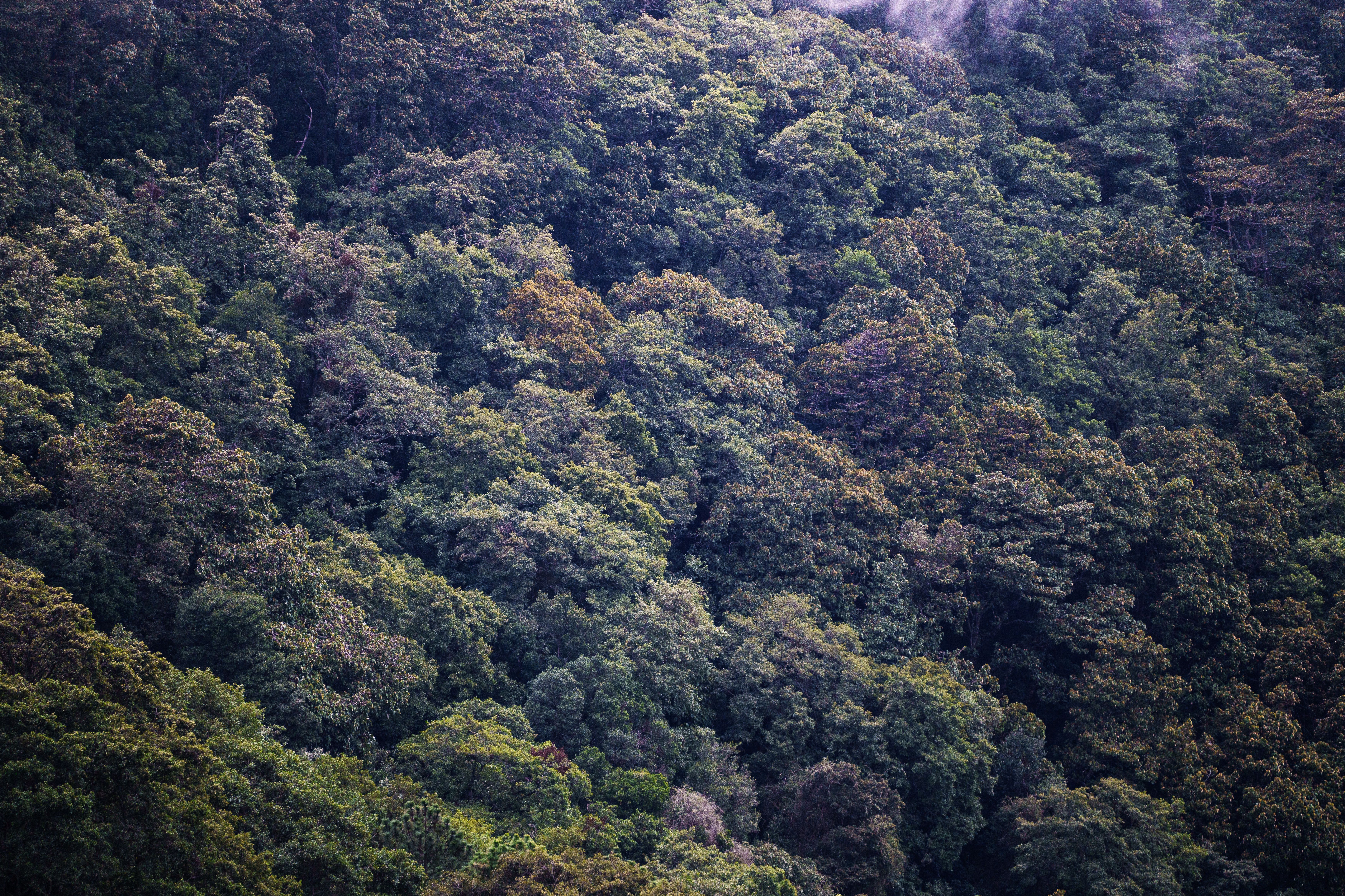 10 Day Rainforest Yoga Retreat in Arenal, Costa Rica 2