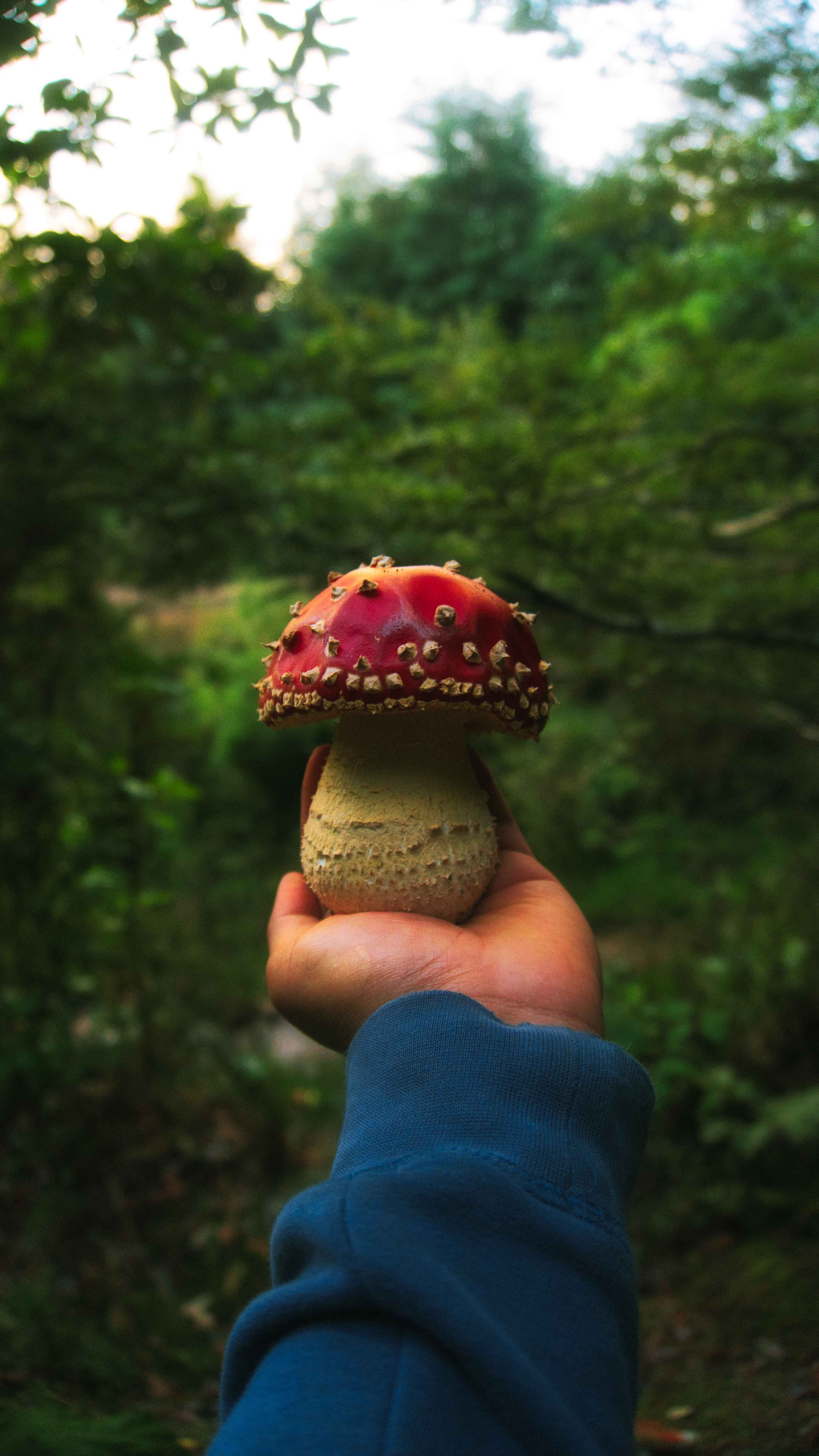 Fotomural Primer plano de una mano sosteniendo un vibrante hongo Fly Agaric en un denso bosque verde.