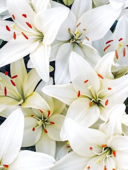 A stunning close-up of white lilies with vibrant orange stamens showcasing elegance and simplicity.