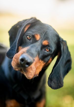 Dog stock photo used for demo profile Finn