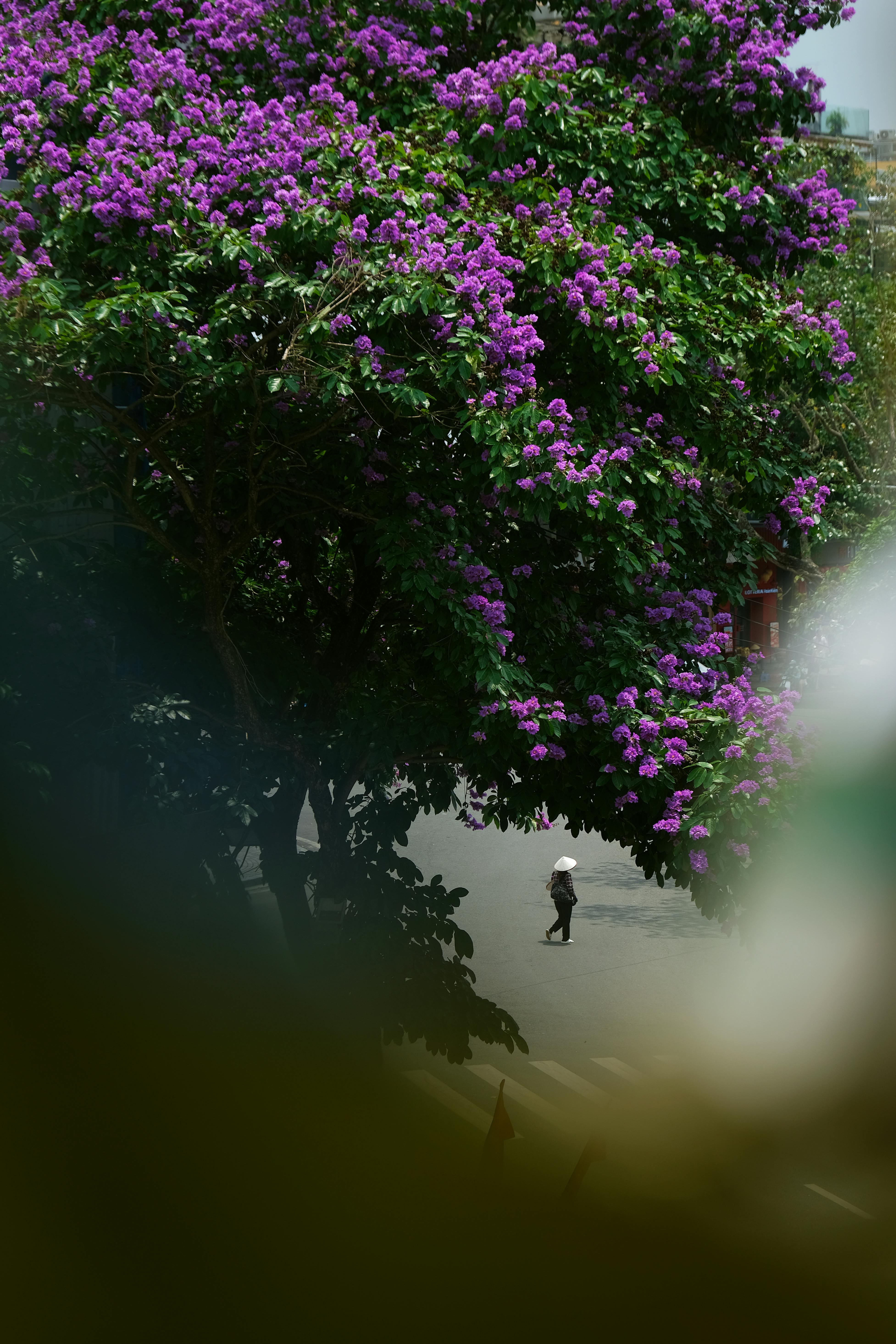 A vibrant street scene in Hanoi with purple flowers in full bloom, showcasing urban beauty.