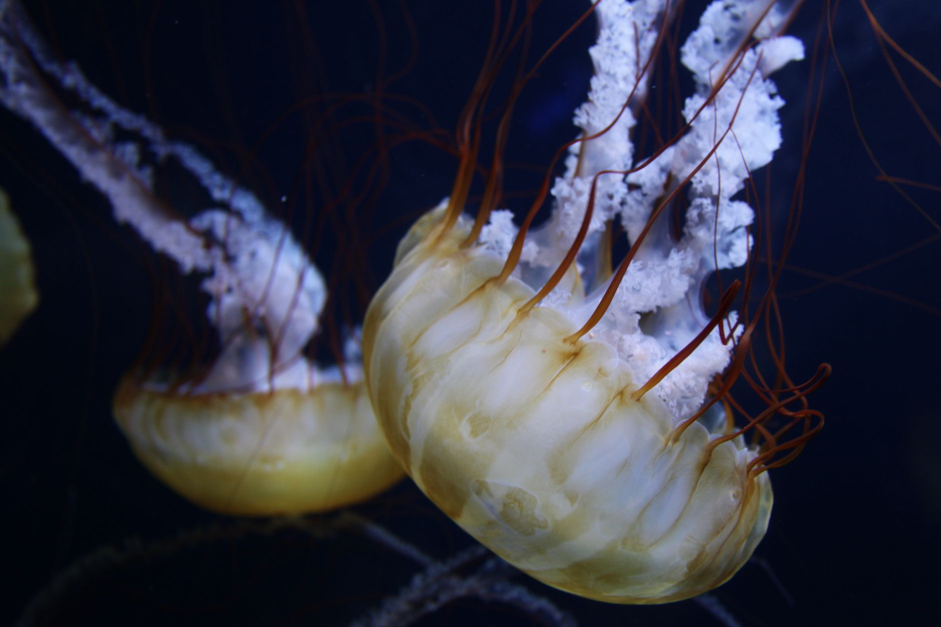 Vivid close-up of jellyfish gracefully swimming in an aquarium setting.