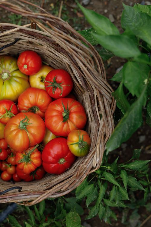 Free Vibrant tomatoes in a rustic basket among garden greenery, showcasing farm freshness. Stock Photo