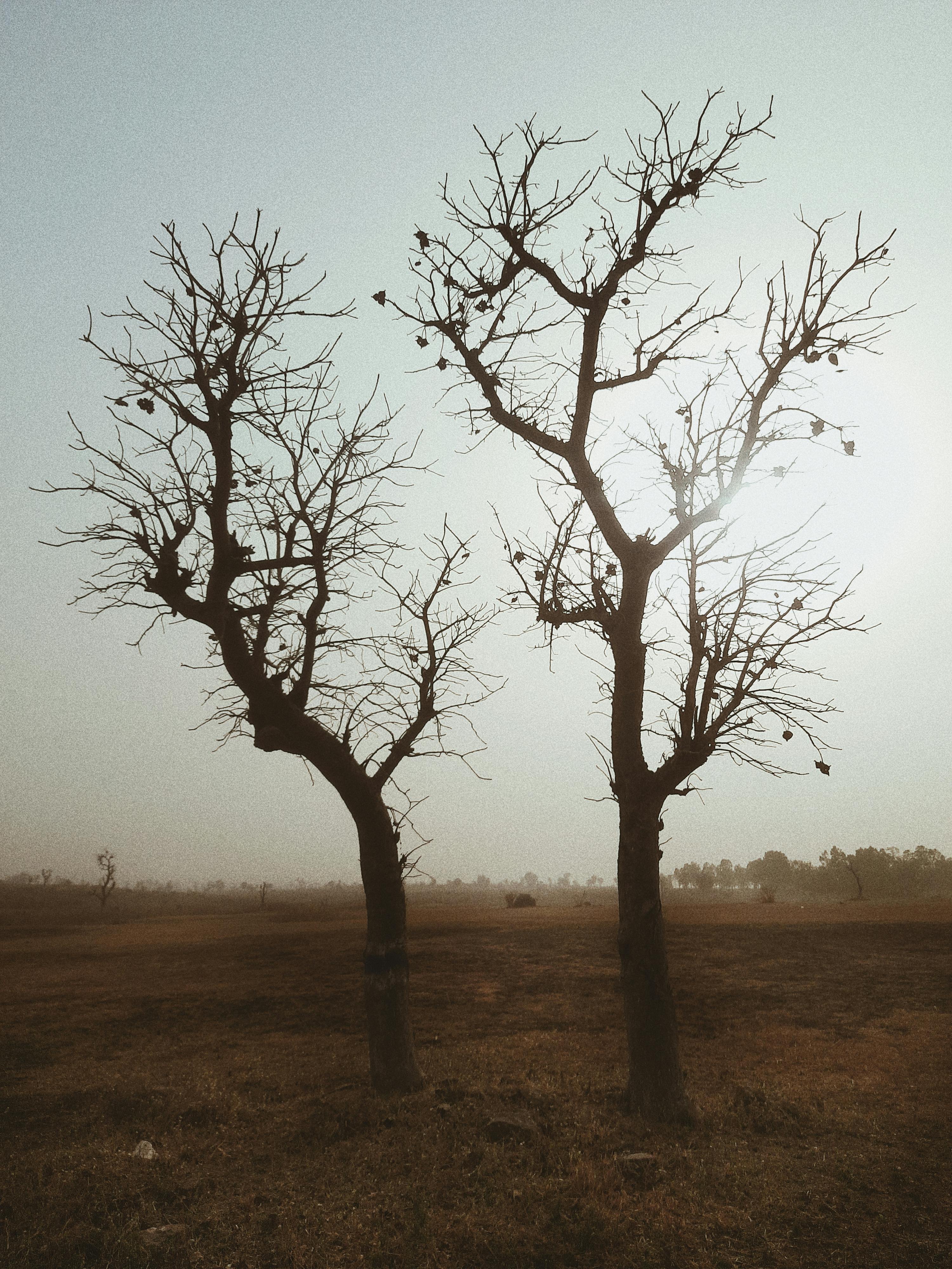 Two silhouetted trees in a foggy Nigerian landscape at dawn, capturing the serene and peaceful nature scene.