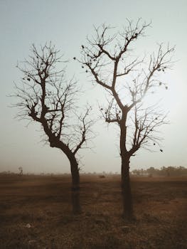 Two silhouetted trees in a foggy Nigerian landscape at dawn, capturing the serene and peaceful nature scene.