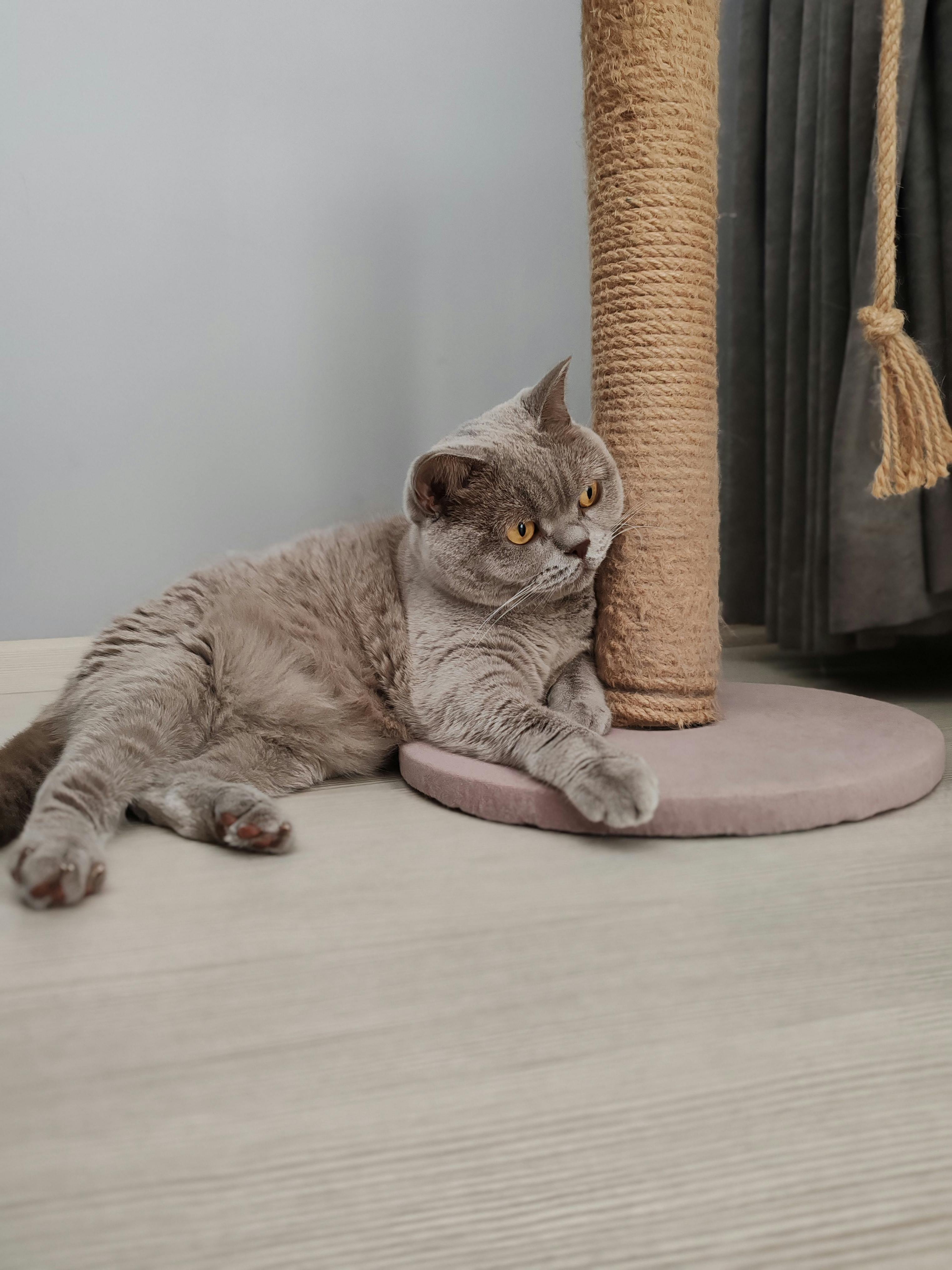 A grey cat laying on top of a scratching post