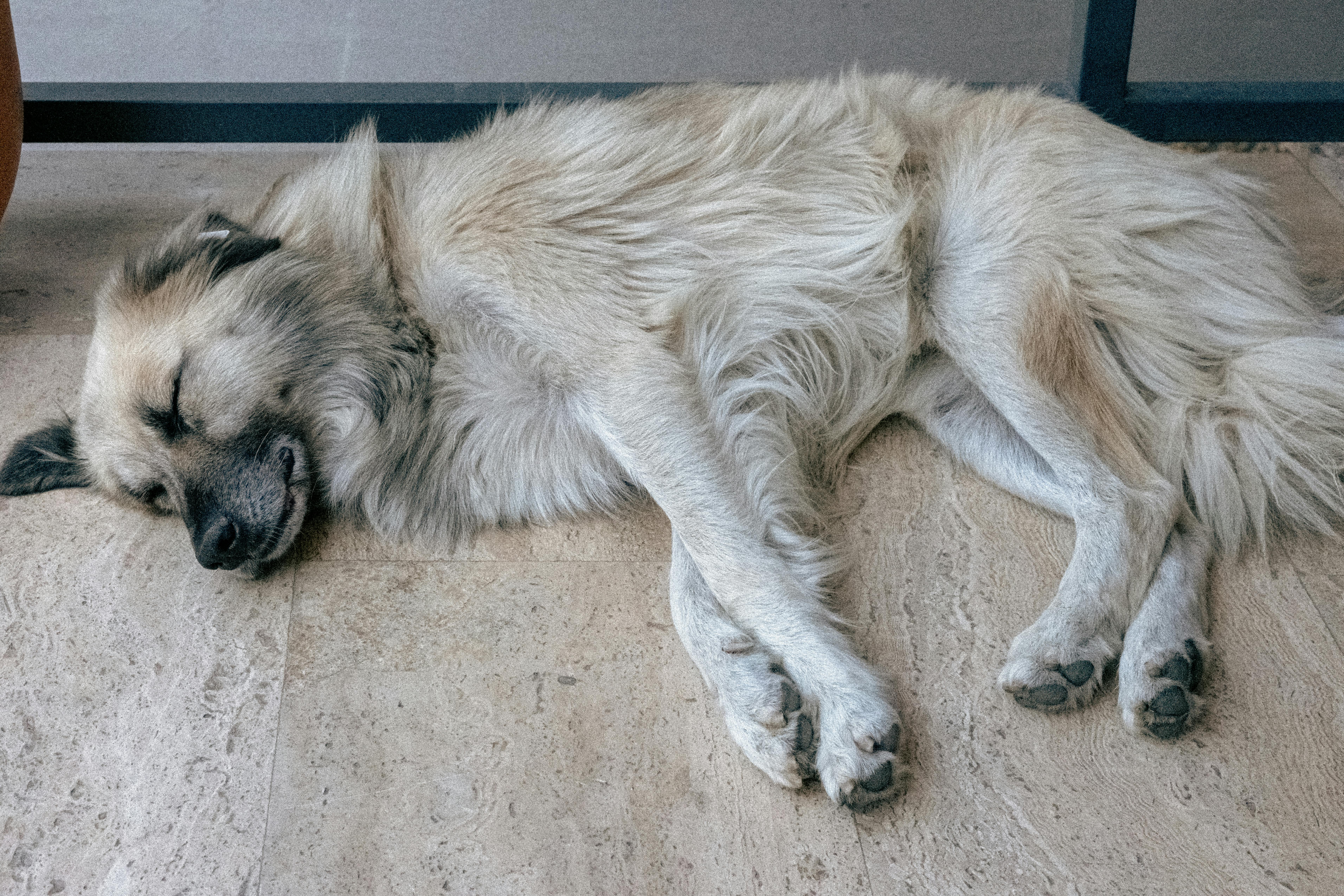 A dog sleeping on the floor next to a window
