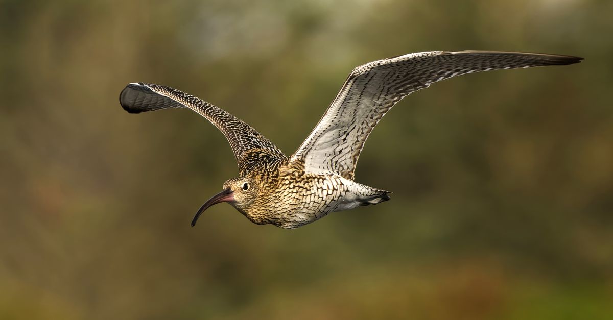A vivid close-up of a curlew flying with wings spread wide. Perfect capture of wildlife.