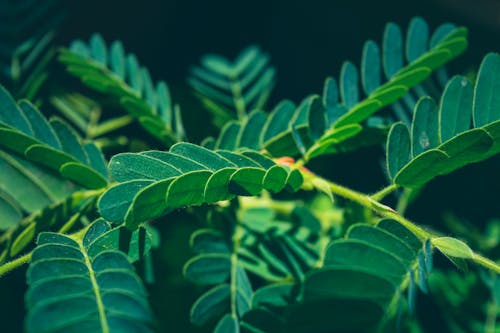 Gratis stockfoto met bladeren, donkere achtergrond, groene bladeren