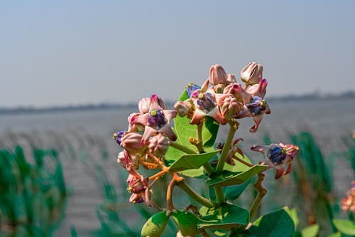 Gratis stockfoto met bloemen, mooi