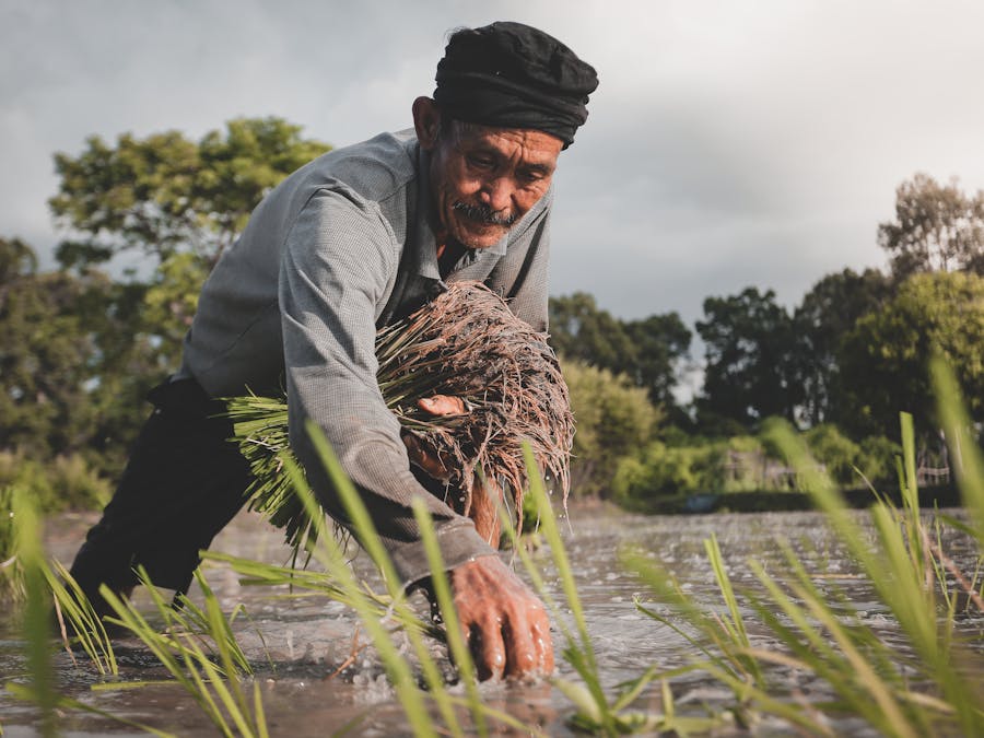 Does rice decrease testosterone?