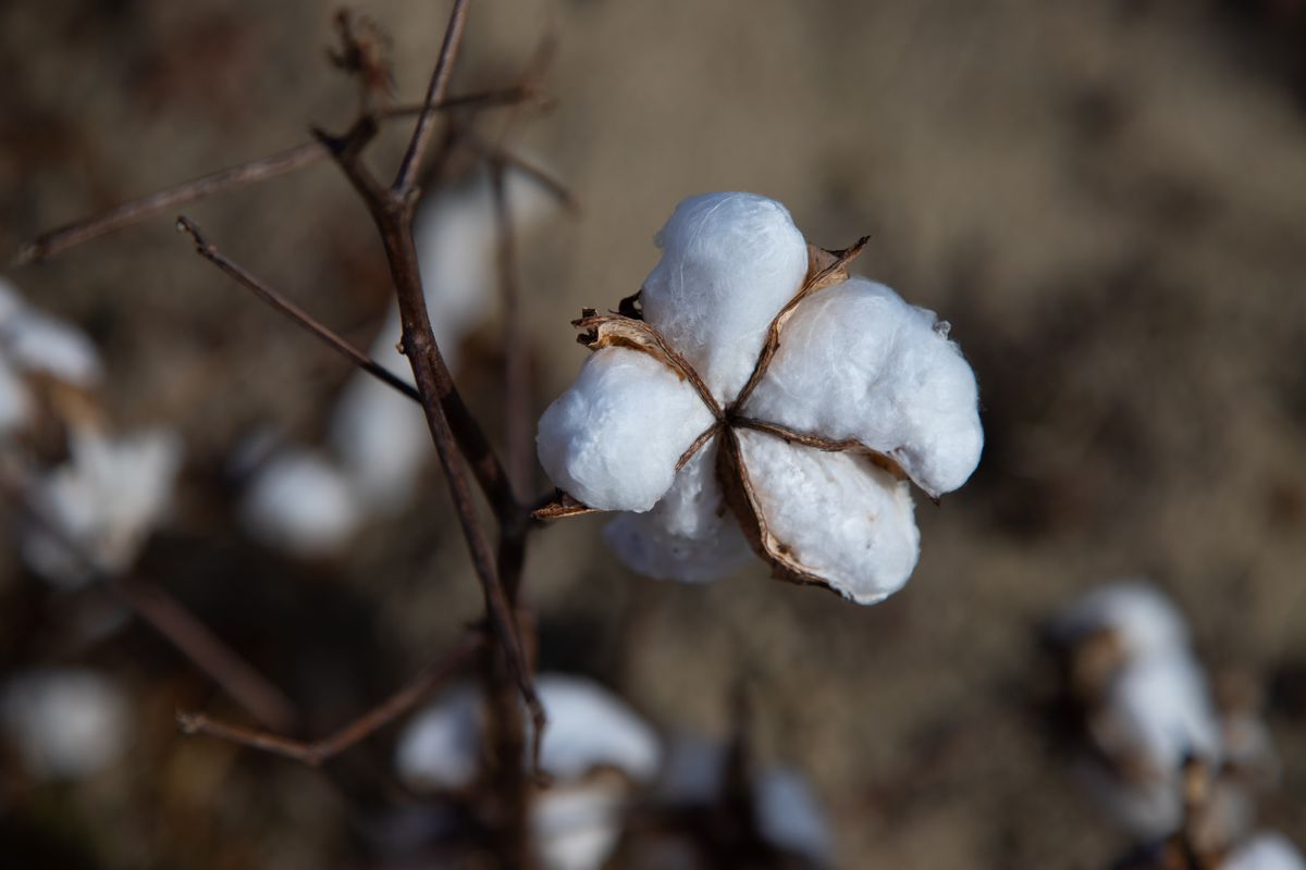 Cotton plant with open bolls in an Indian field, the starting point for the GOTS certified supply chain for organic cotton bags