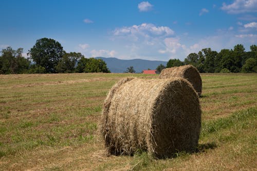 Hay Bales on a Hayfield