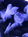 在明亮的水族馆展示中，水母优雅地漂浮着，令人惊叹