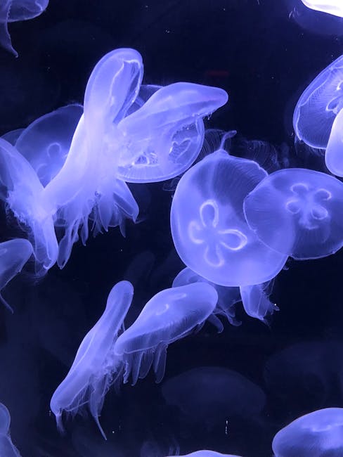 Jellyfish Underwater Photography · Free Stock Photo