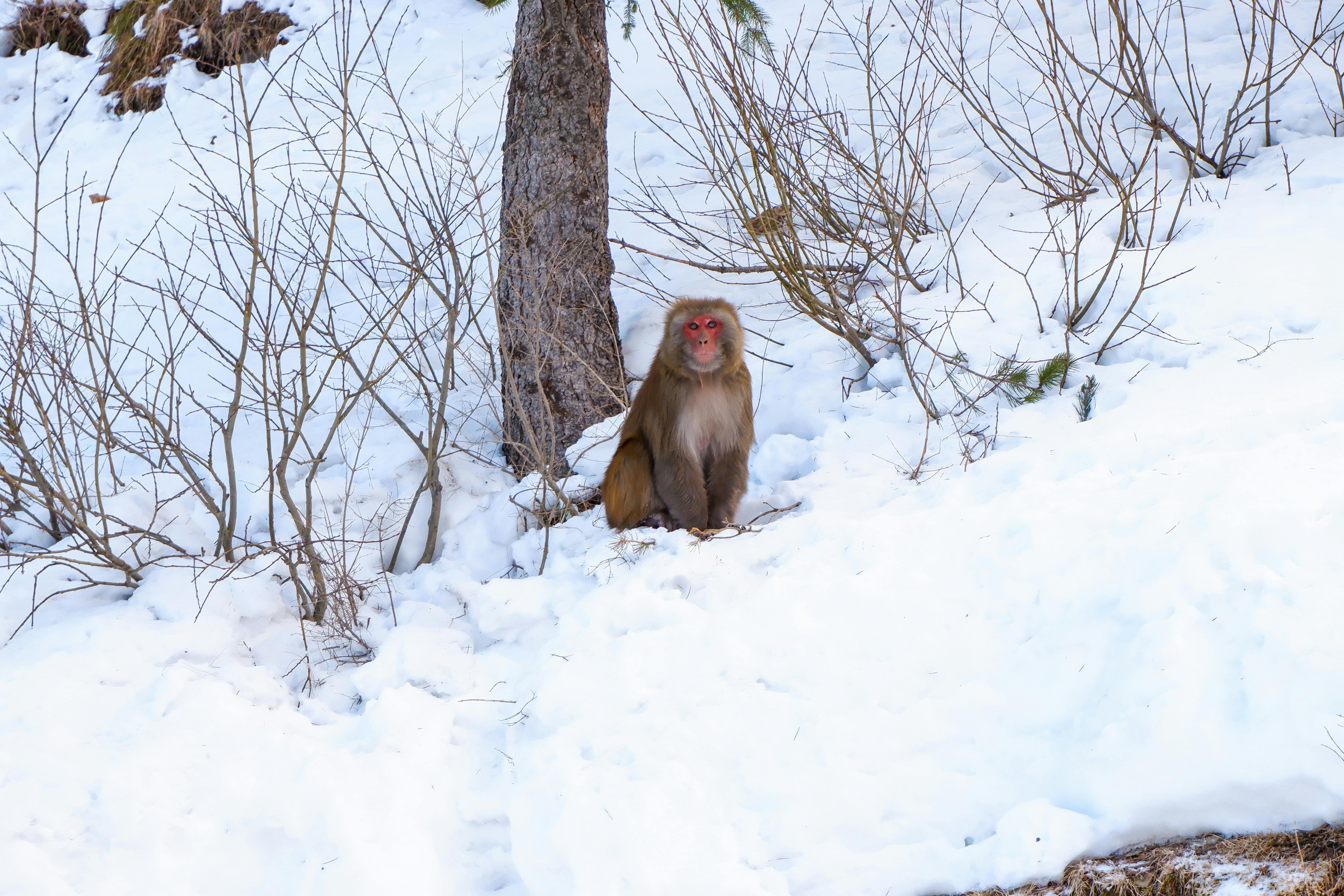 Rhesus macaque sitting on snowy terrain in Kufri, showcasing winter wildlife in India.