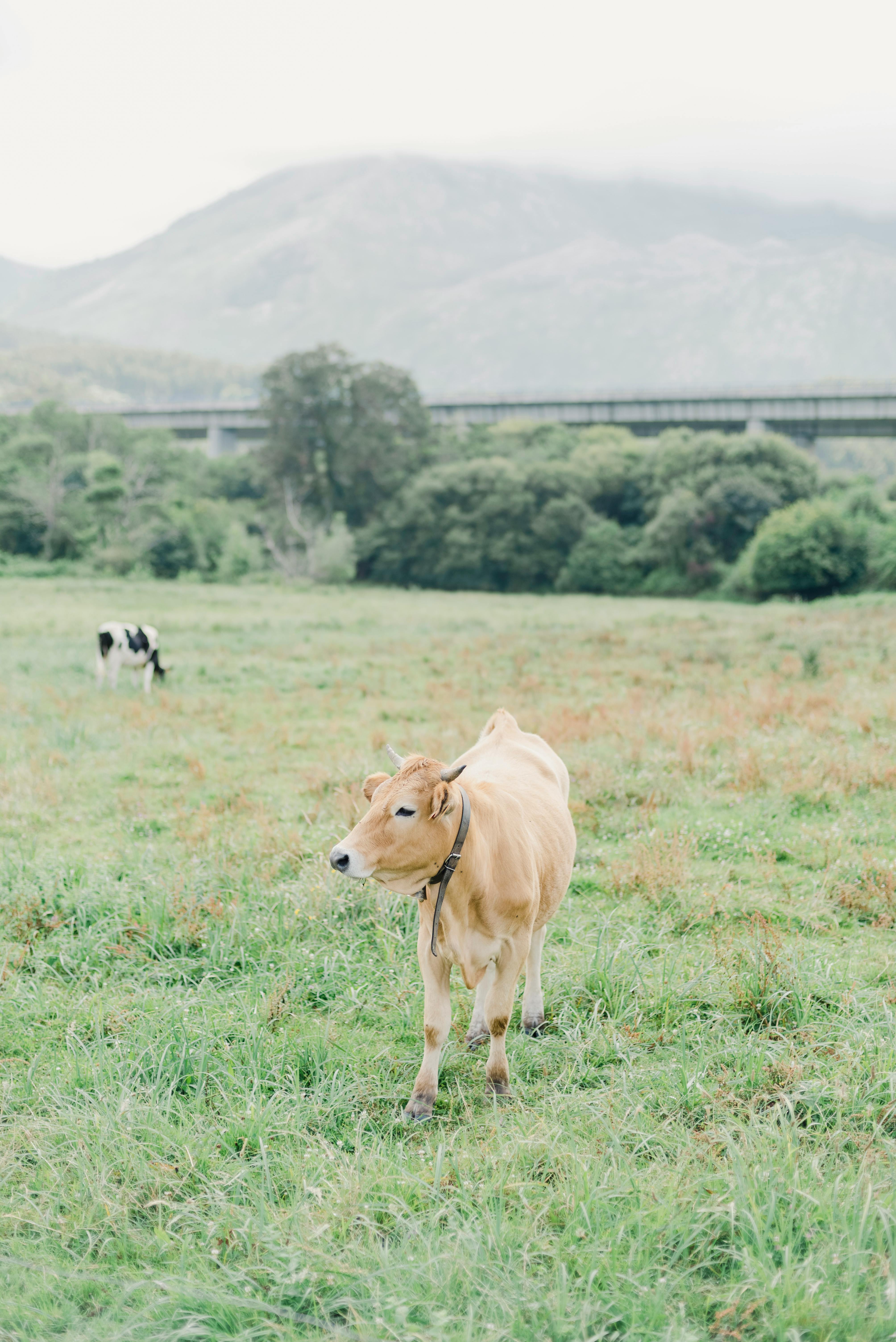 Cows grazing on a lush pasture with a scenic mountainous backdrop, embodying rural tranquility.