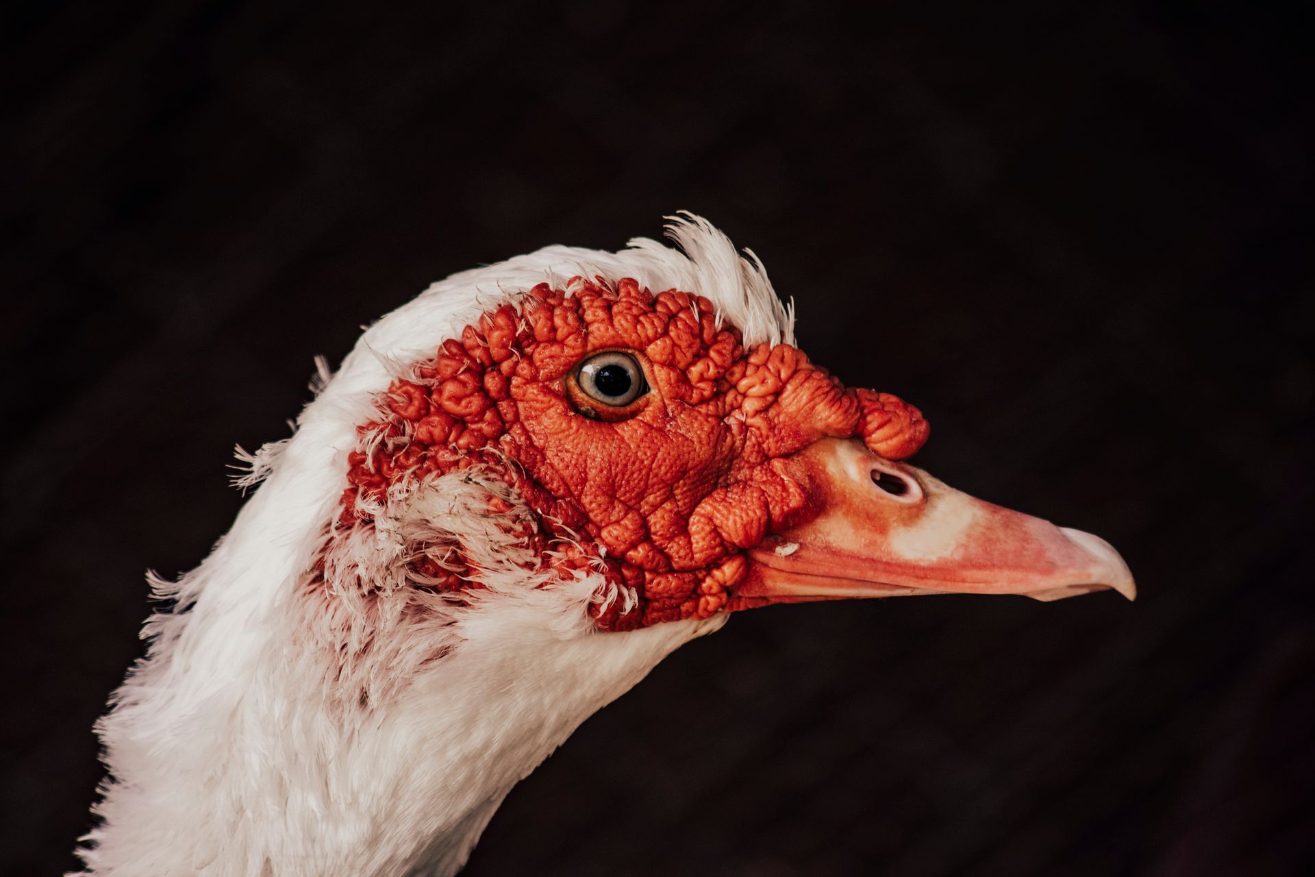Detailed close-up of a Muscovy duck showcasing its unique features on a dark backdrop.