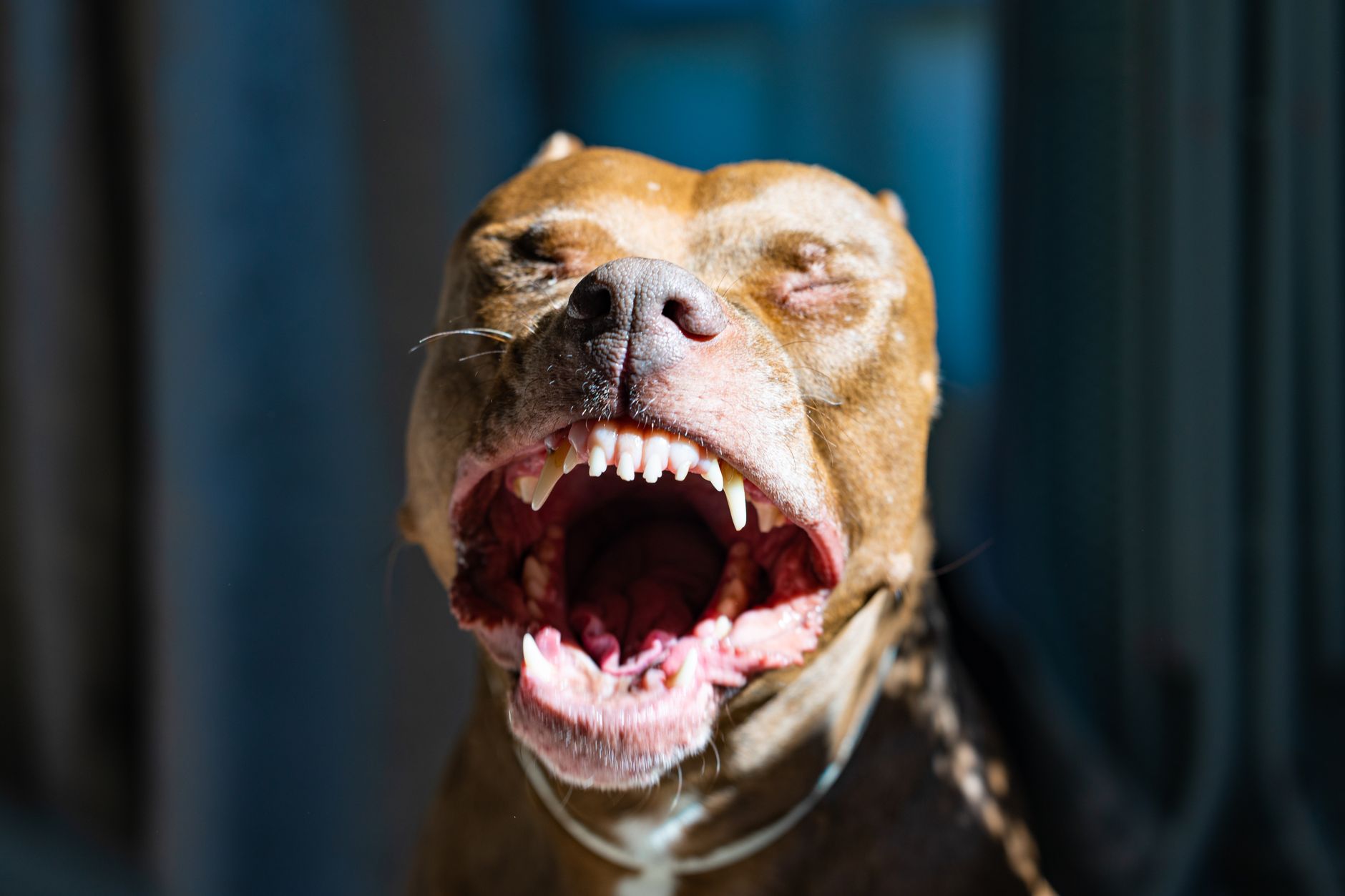 Growling Pit Bull Saved from Euthanasia: A Second Chance Story