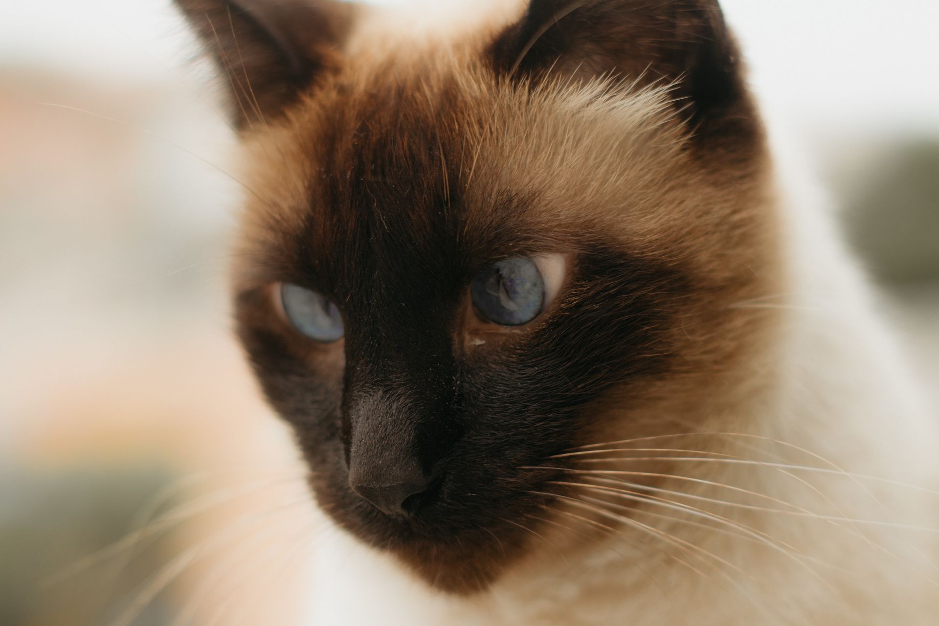 Siamese cat with striking blue eyes and brown fur in a close-up portrait.