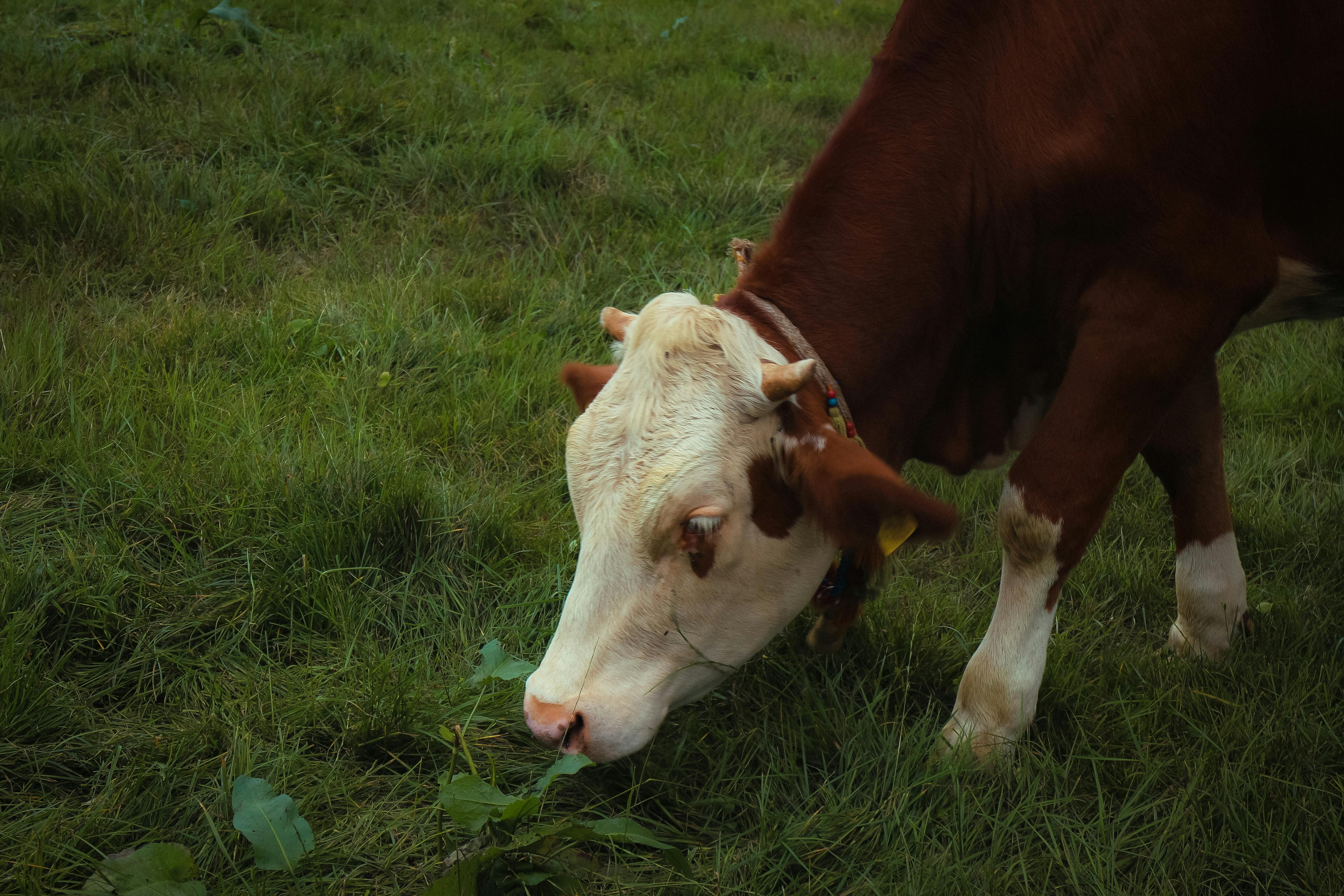 A cow eating grass in a field
