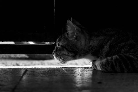 Why Does My Cat Scratch at the Door? 7 Reasons and How to Stop It