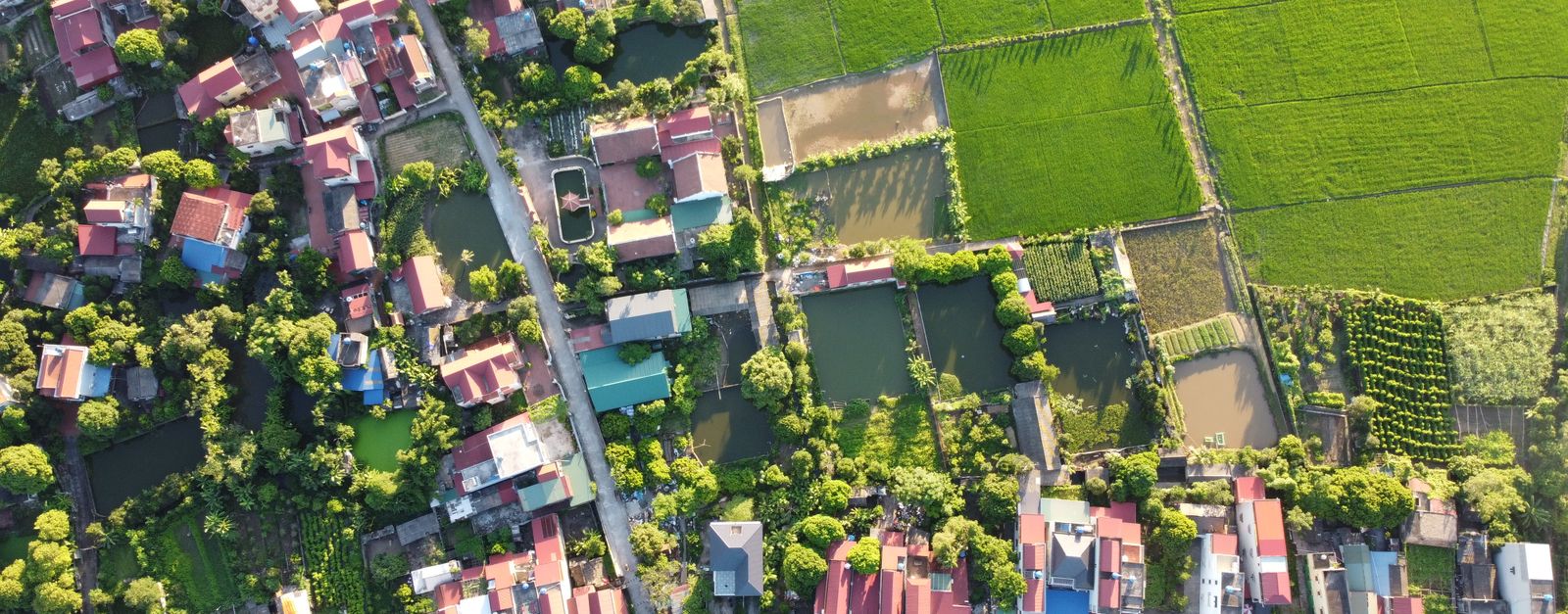 Aerial shot capturing a Vietnamese village surrounded by lush green rice fields.