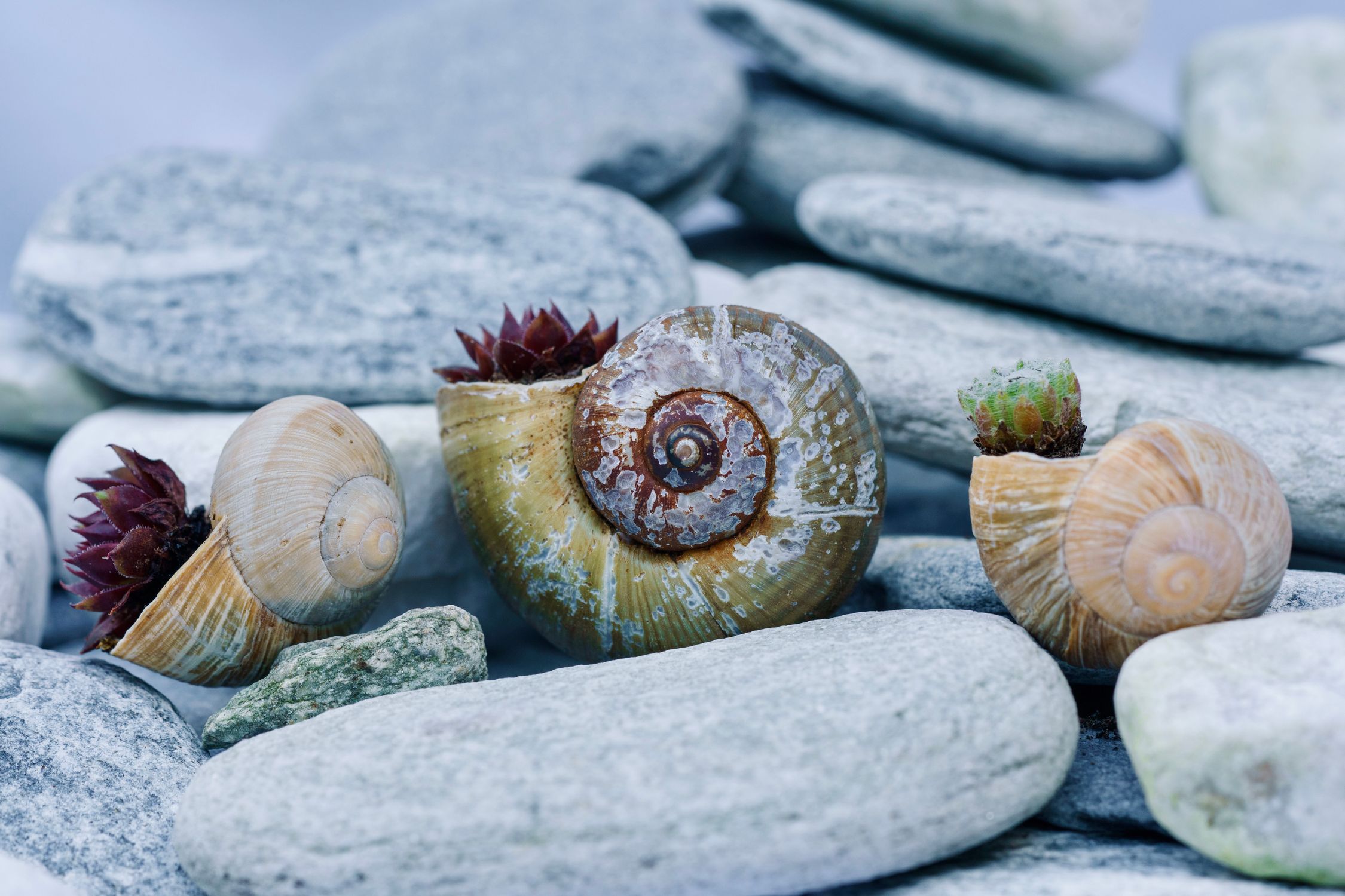 A group of snails sitting on rocks with shells · Free Stock Photo