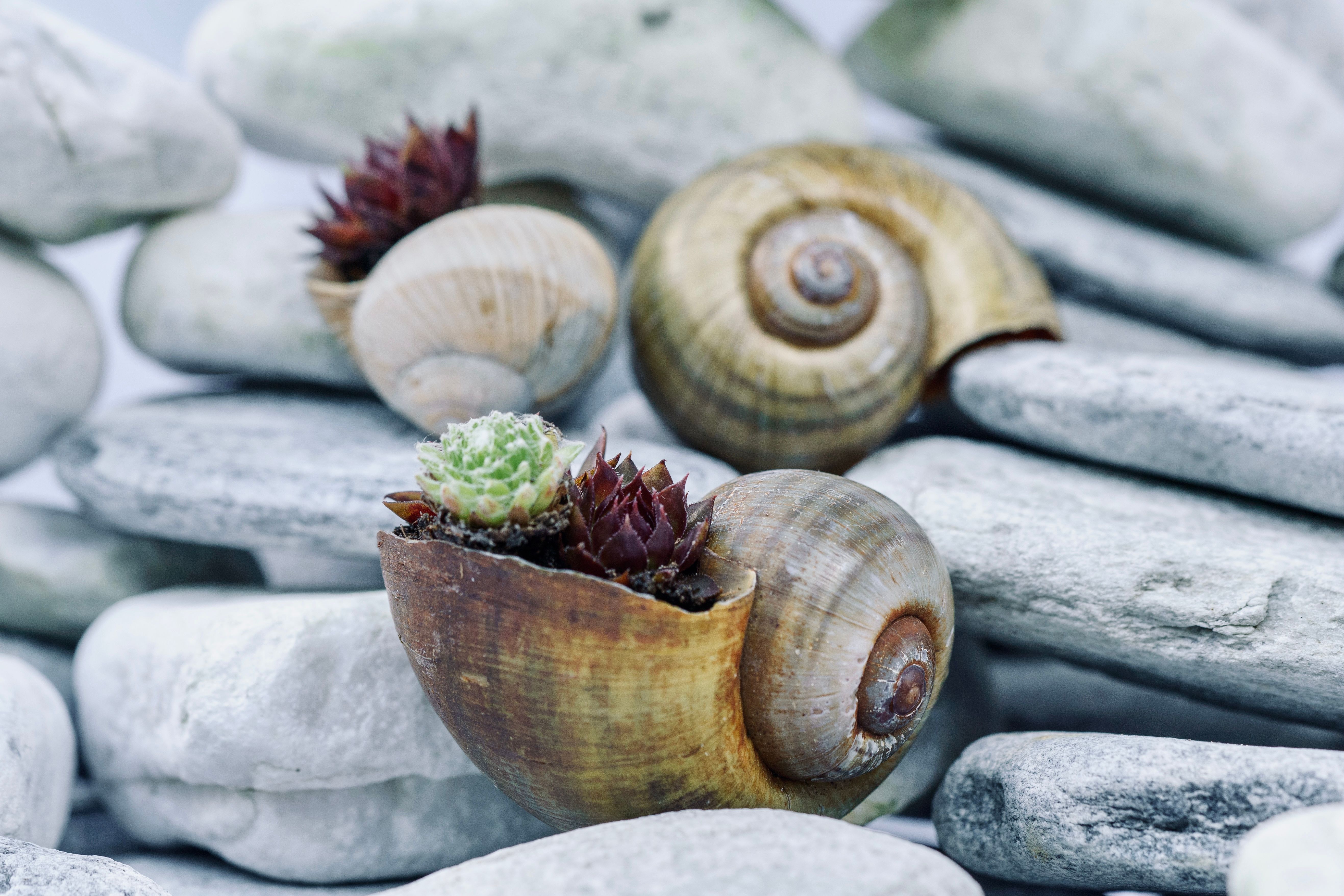 air plants with shells and stones