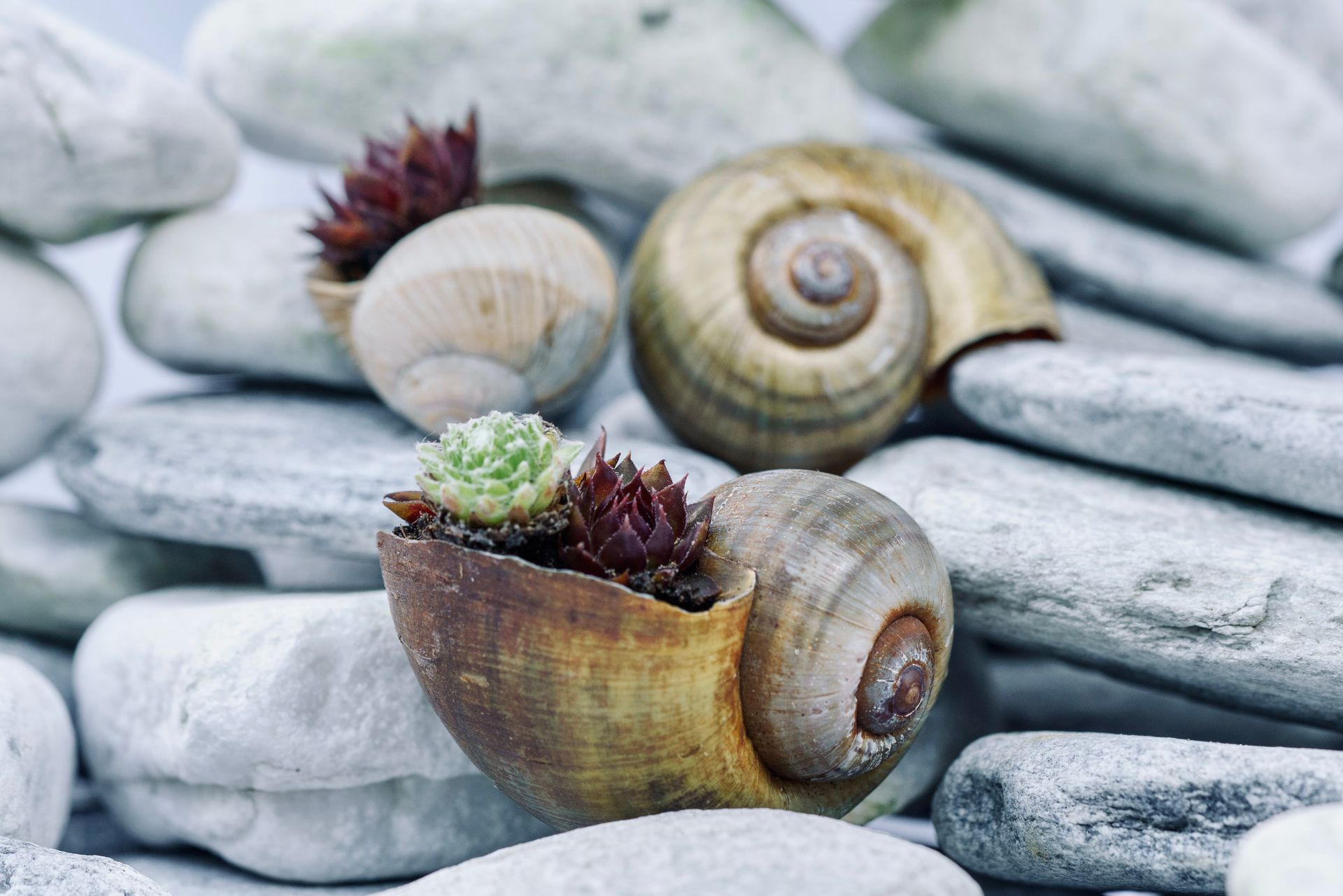 Artistic arrangement of snail shells with succulents on smooth stones, exuding a zen-like stillness.