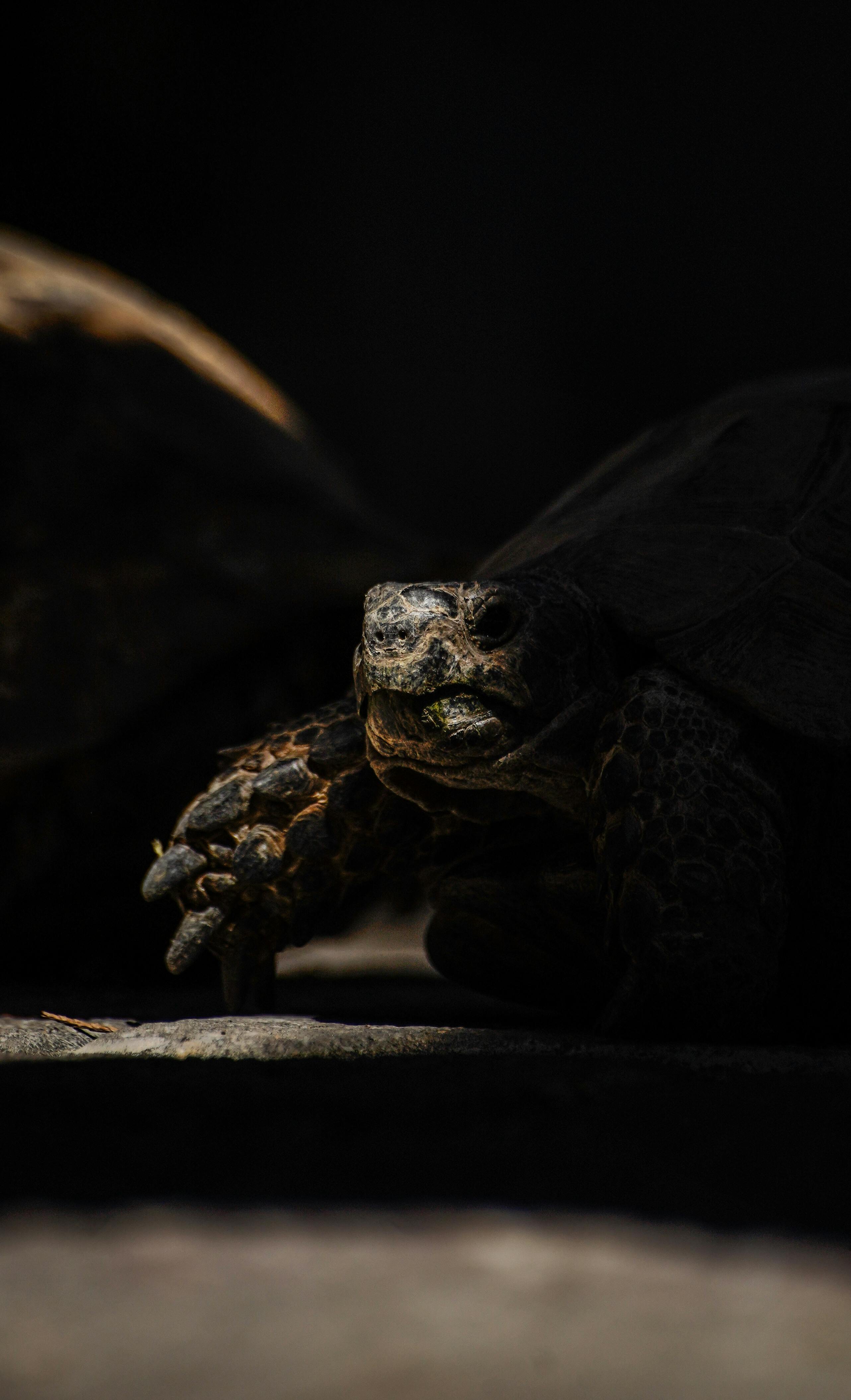 bezplatná Základová fotografie zdarma na téma antalya, Asie, detail Základová fotografie