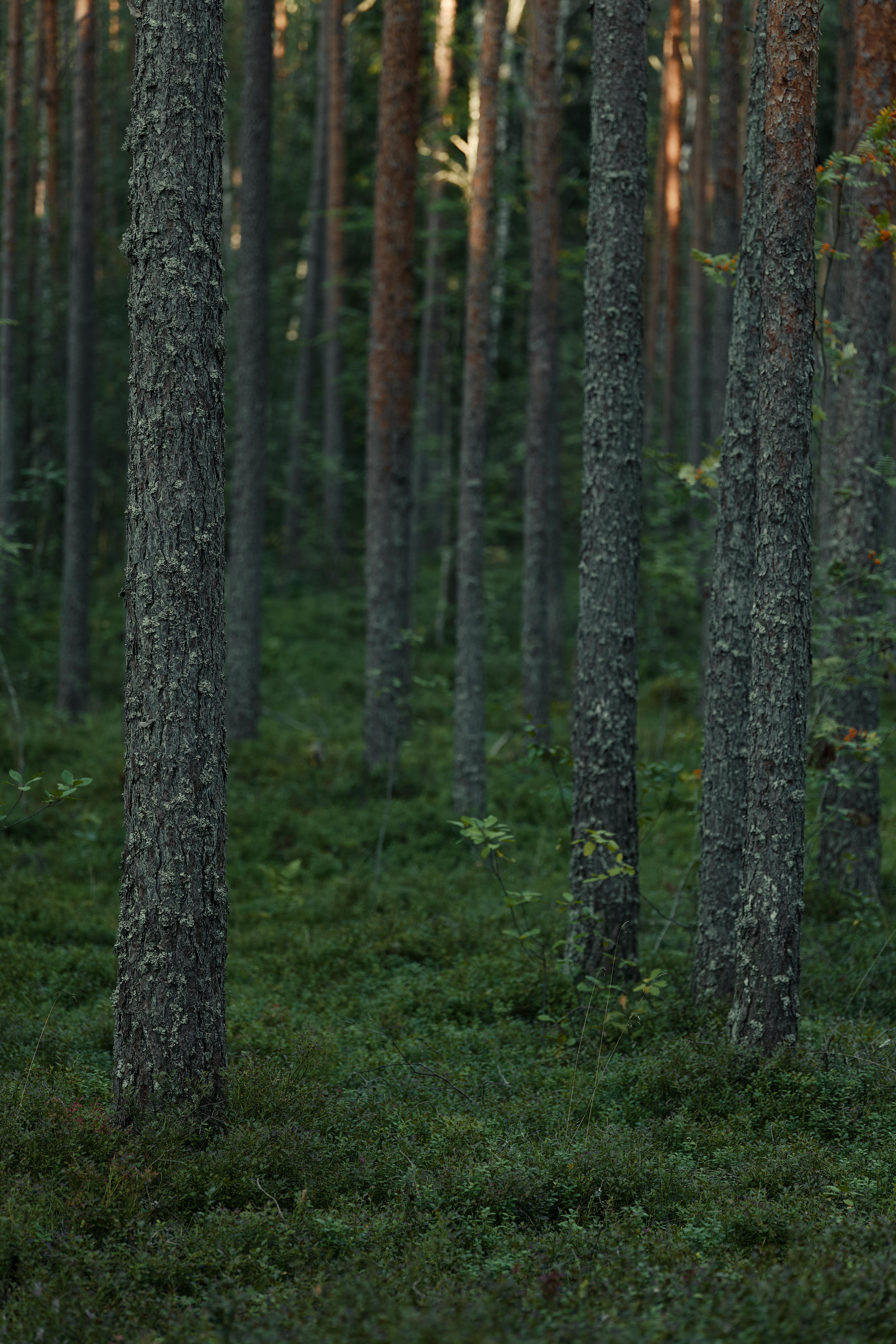 Foto de stock gratuita sobre al aire libre, árbol, arboles, árboles de