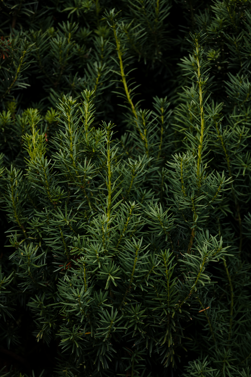 Free Dense evergreen foliage with dark green leaves, ideal for nature and environment themes. Stock Photo