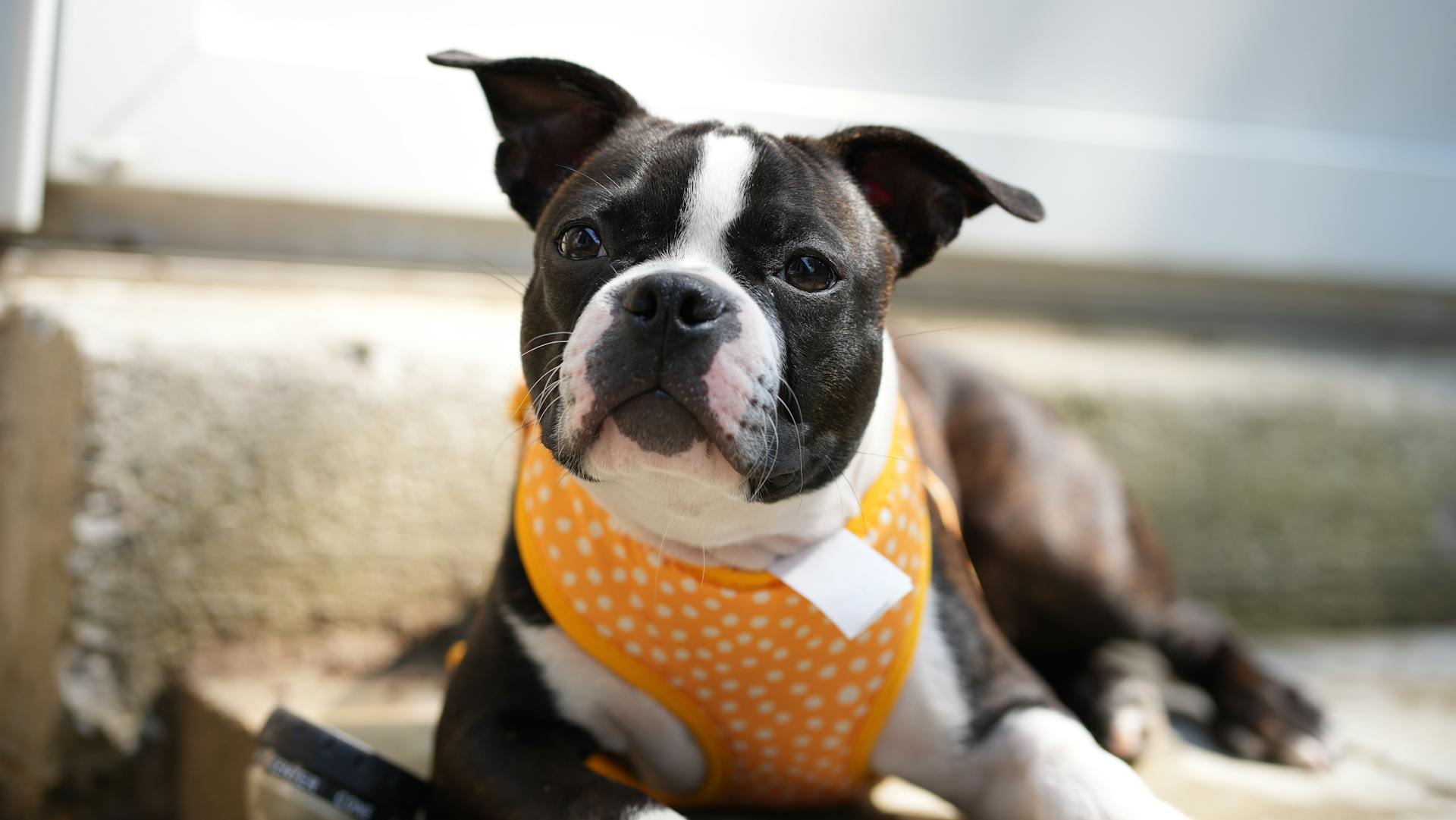 Boston terrier puppy