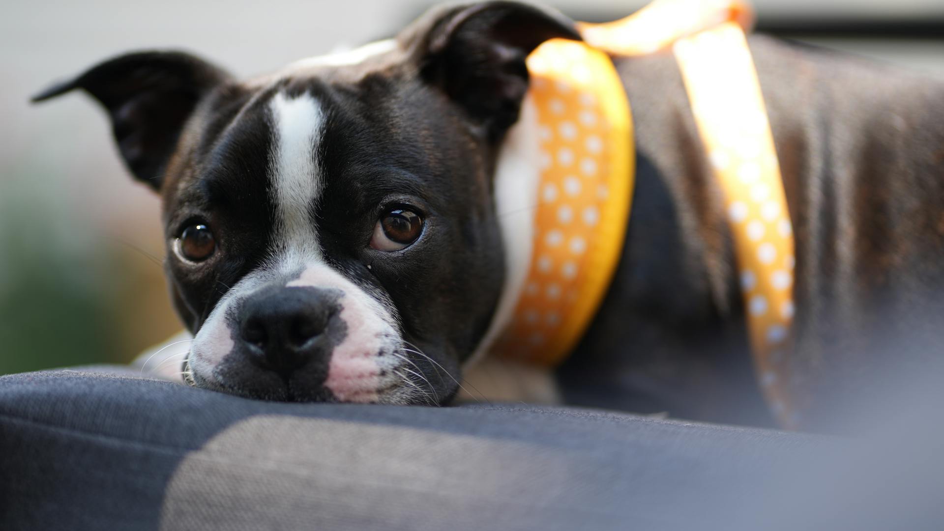 Boston terrier puppy