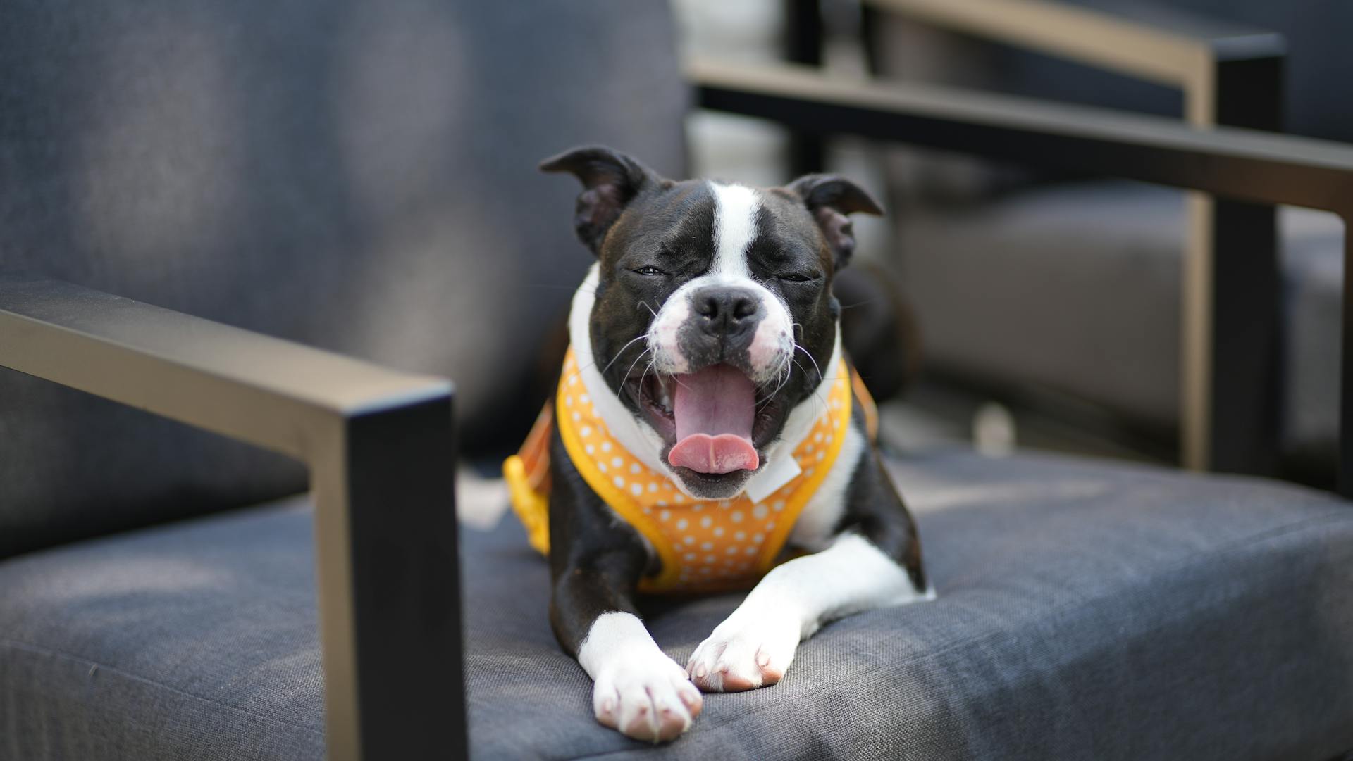 Boston terrier yawning