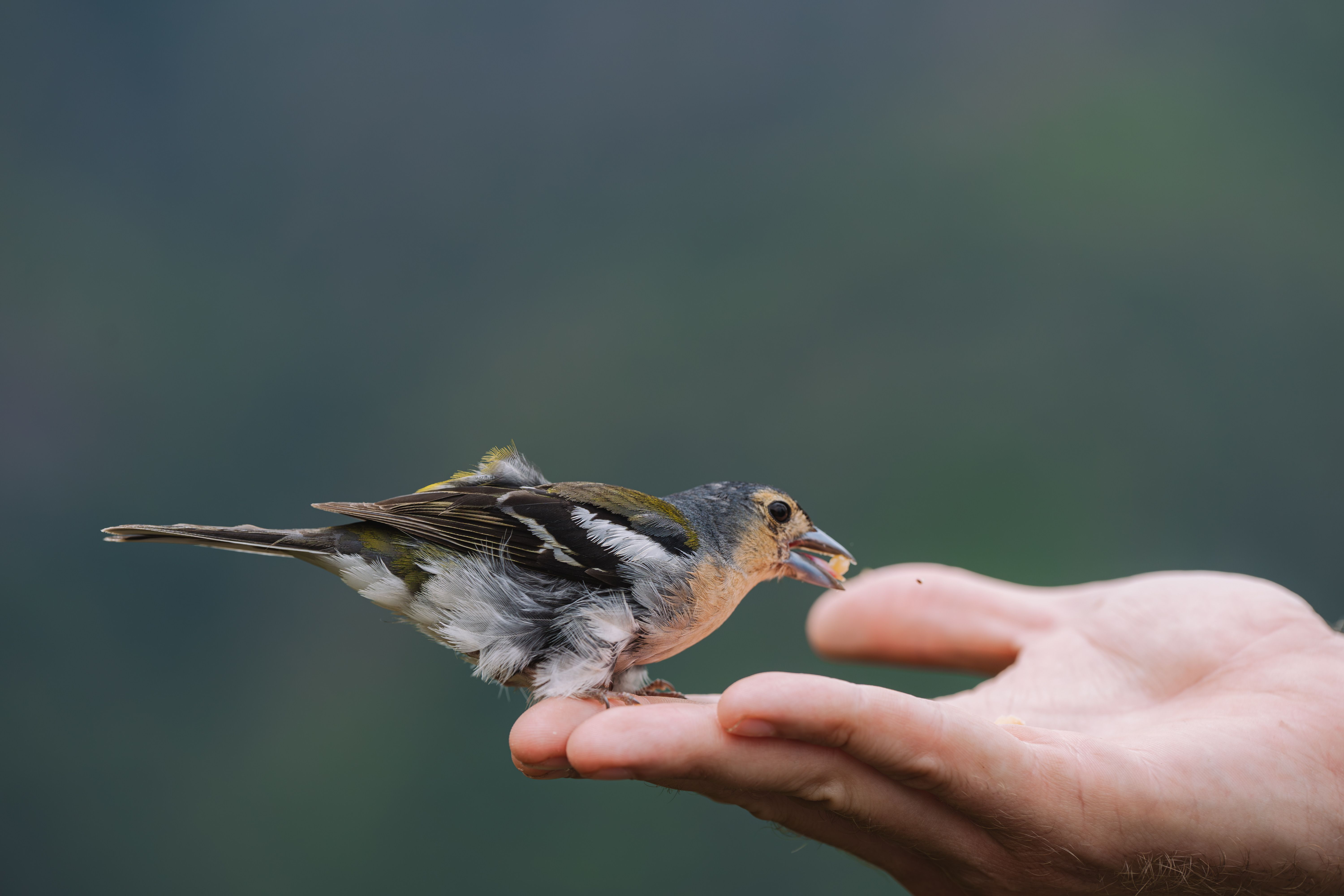 A close-up of a small bird sitting on a human hand, symbolizing connection with nature.