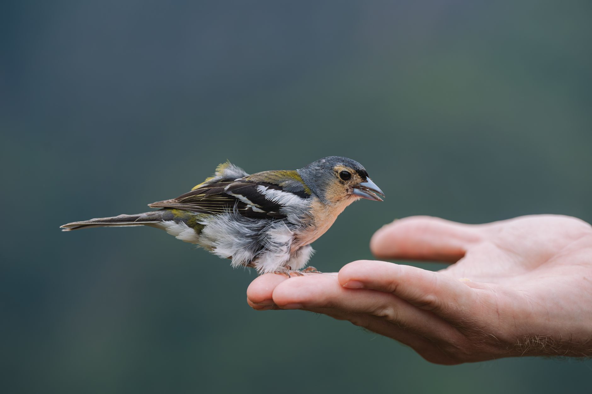 How to Position a Bird Cage in Your Home