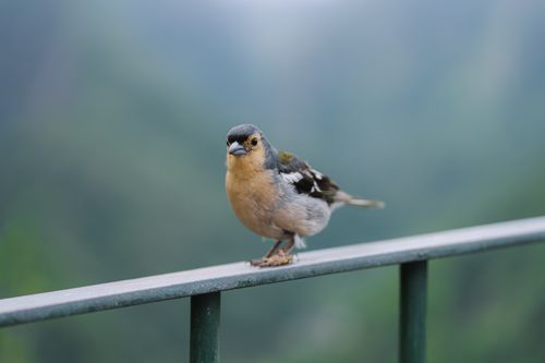Free A small finch perched on a metal railing with a blurred green background. Stock Photo