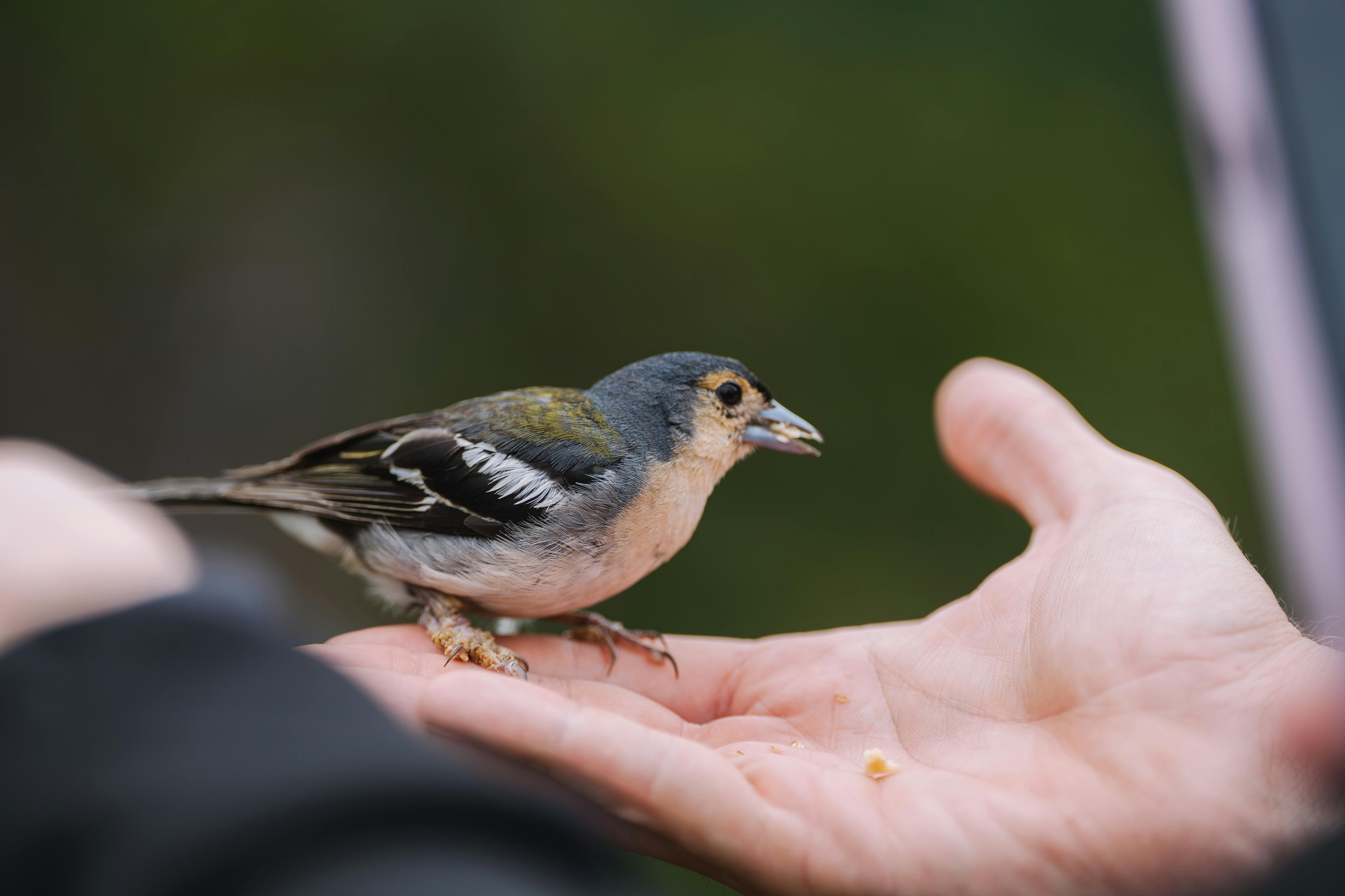 a person is holding a bird on their hand