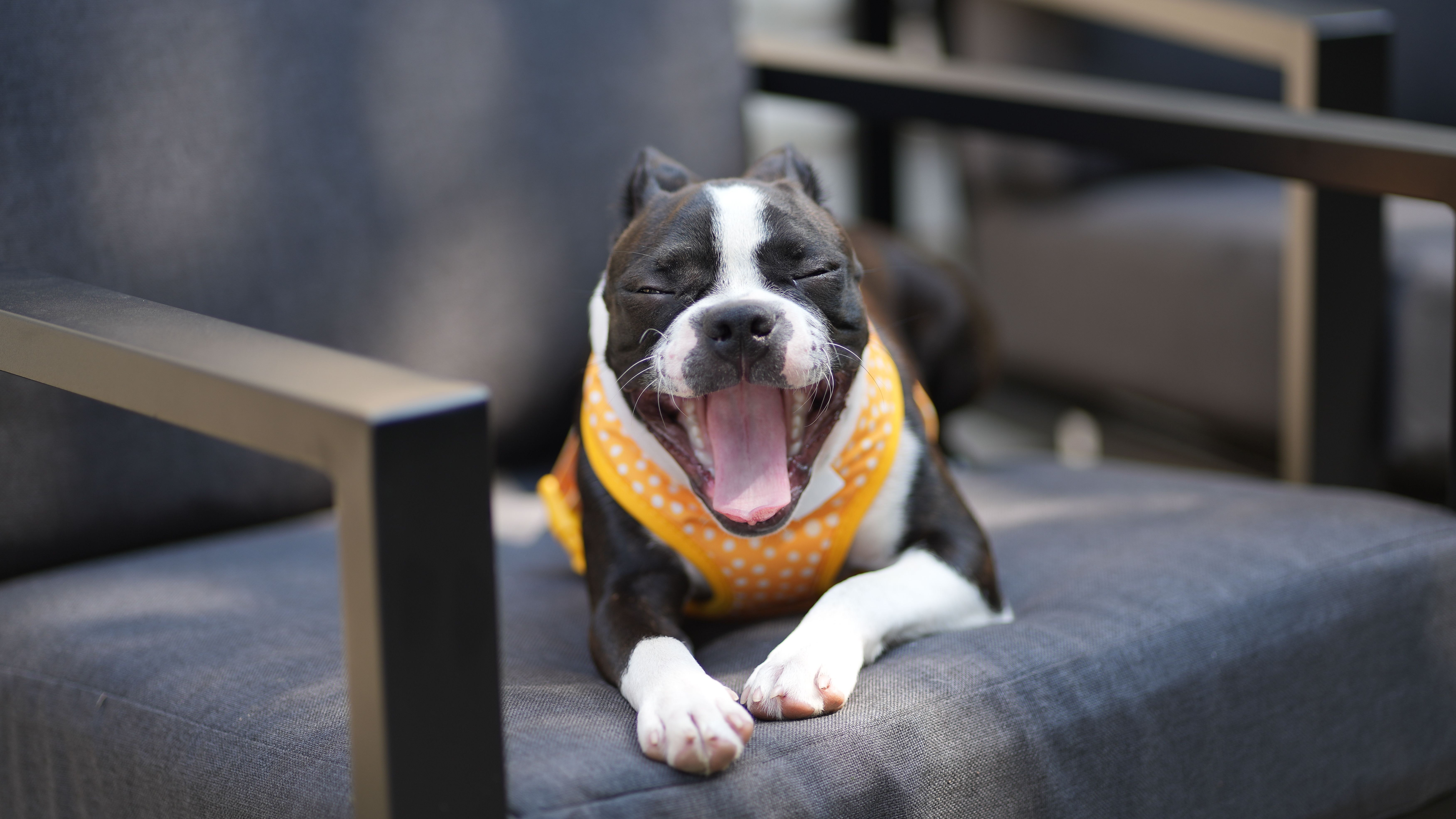 Latina-Founded Pet Lifestyle Brand Bundle x Joy Expands into PetSmart Stores Nationwide — Photo by Sean Brannon on Pexels