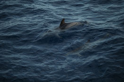 dolphin photo